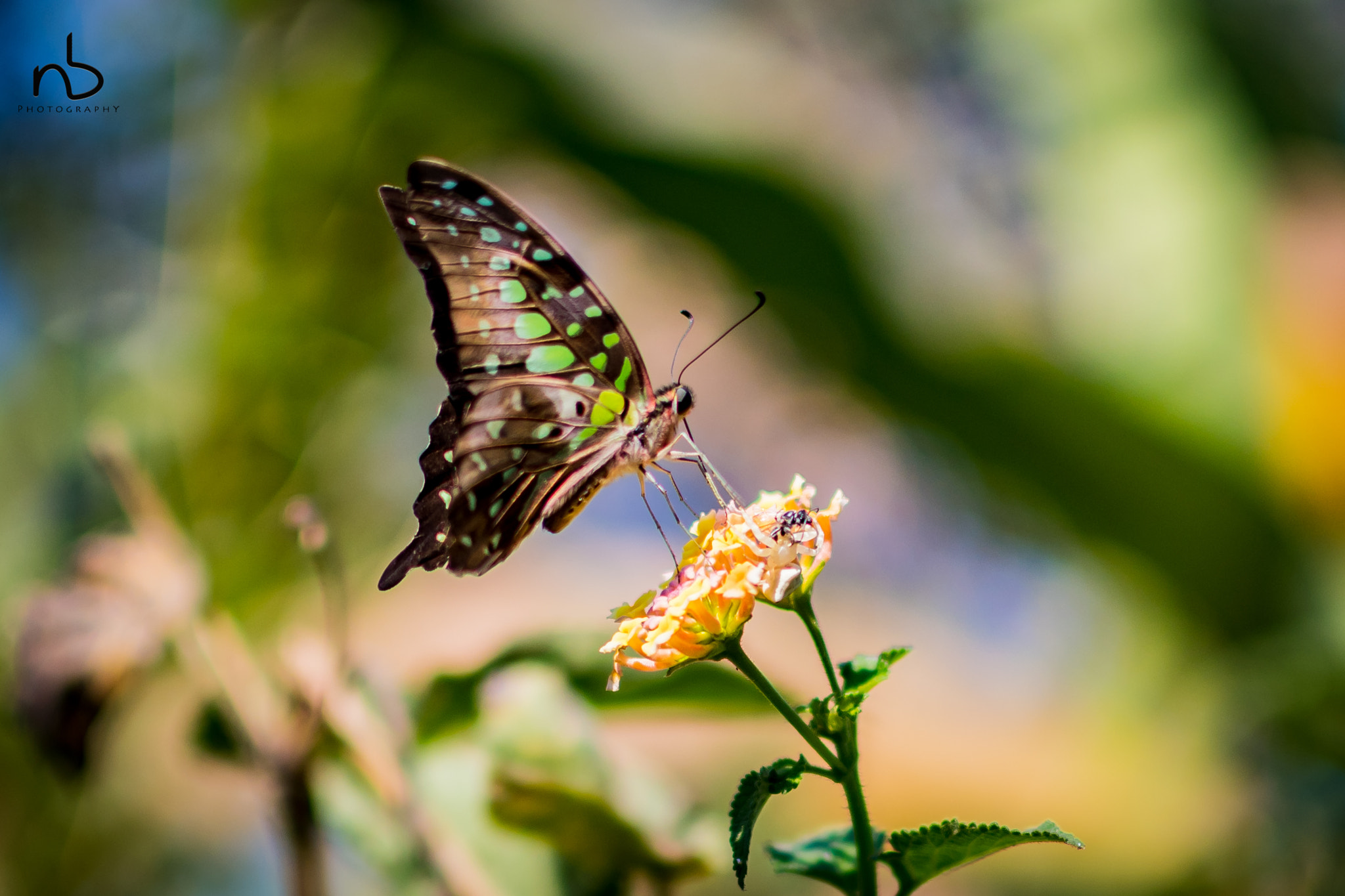 Nikon D500 + Nikon AF-S DX Nikkor 35mm F1.8G sample photo. Butterfly photography