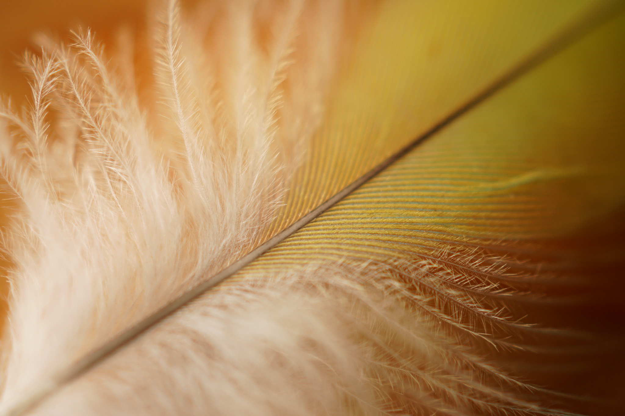 Sony DT 30mm F2.8 Macro SAM sample photo. Blue feather photography