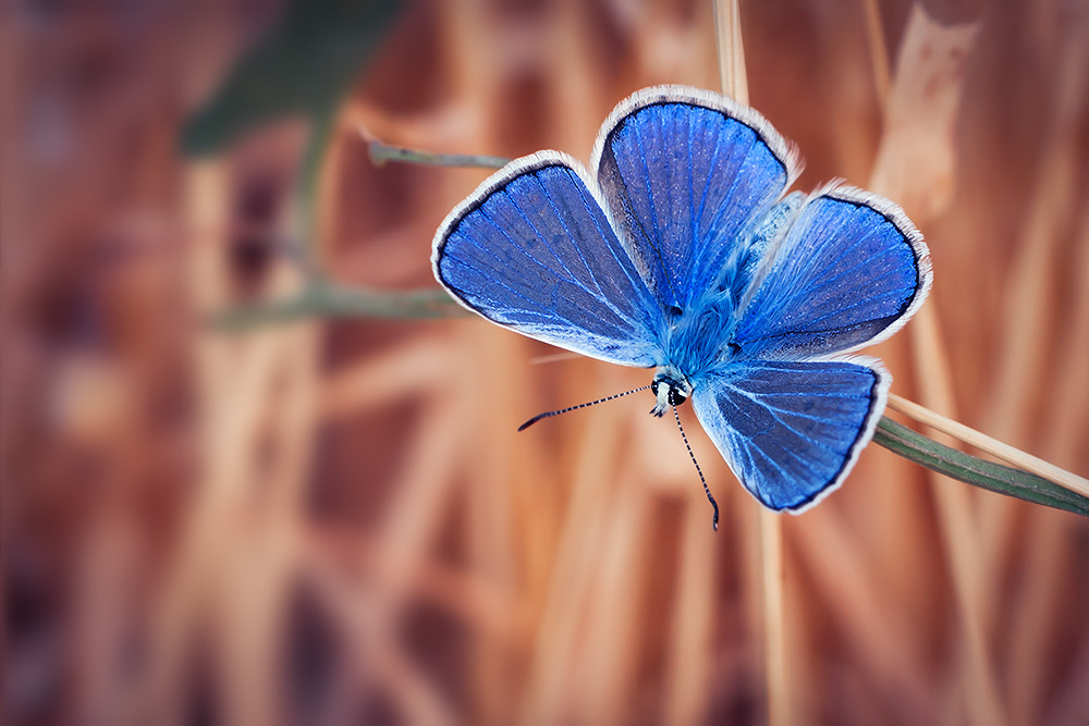 Canon EF 100mm F2.8L Macro IS USM sample photo. Polyommatus icarus photography