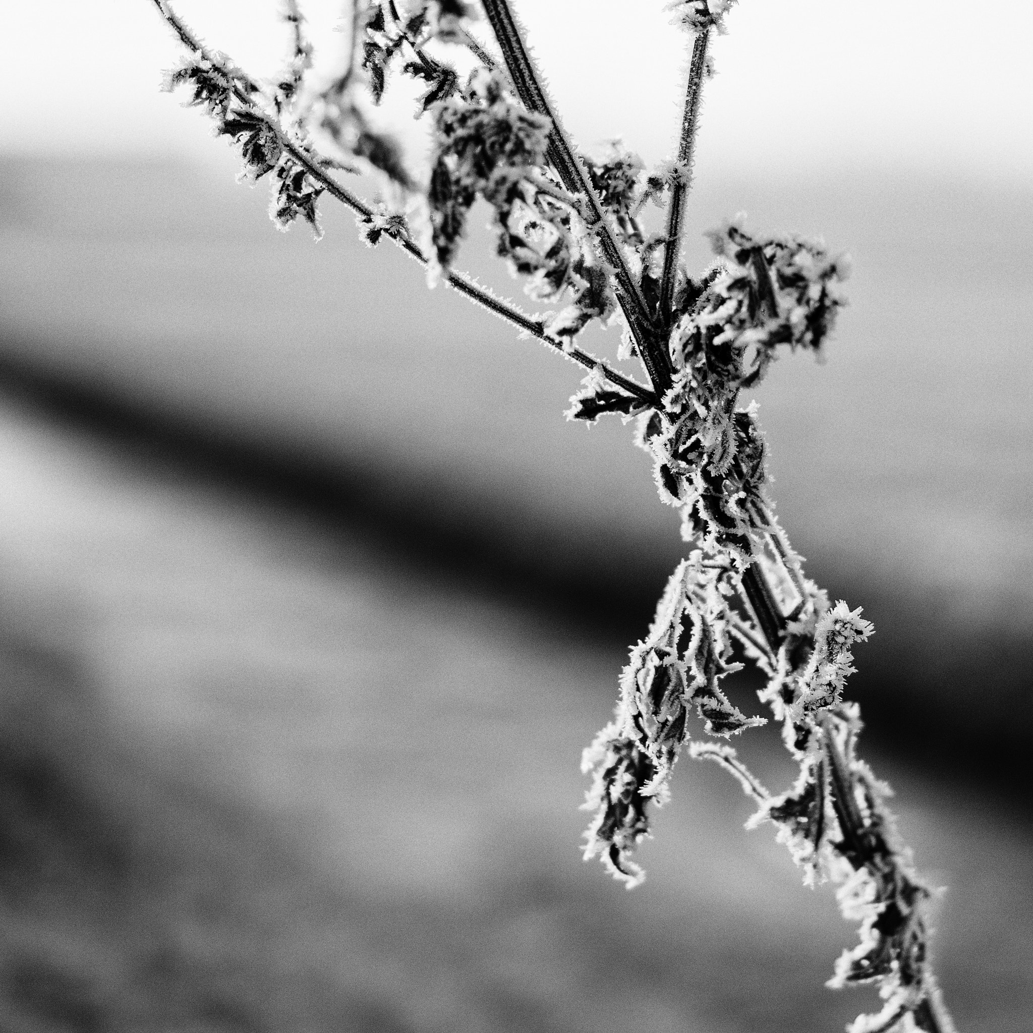 Sony a6300 + Sony Sonnar T* FE 55mm F1.8 ZA sample photo. Hairfrost, terwolde, the netherlands photography