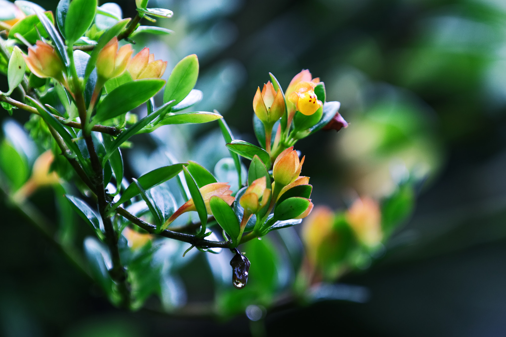 Canon EOS 50D sample photo. After the rain photography