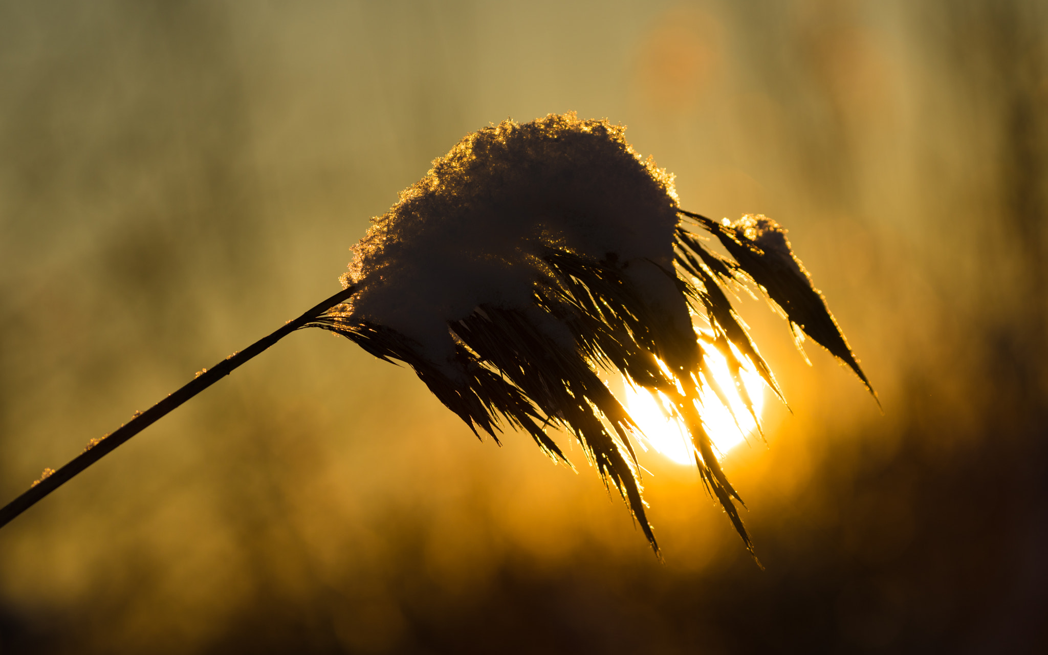 Sony a7R II + Canon EF 135mm F2L USM sample photo. * photography