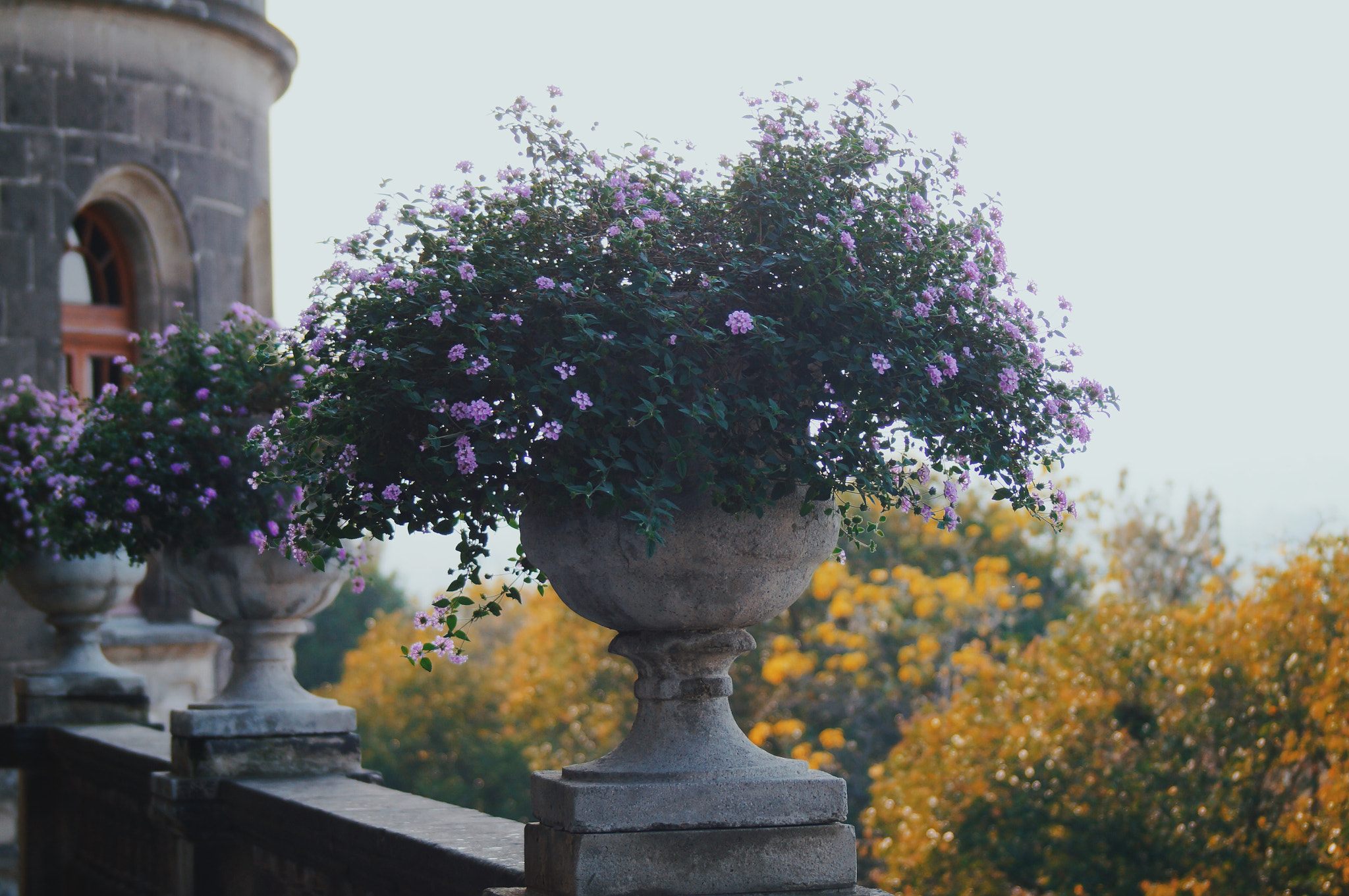 Sony 75-300mm F4.5-5.6 sample photo