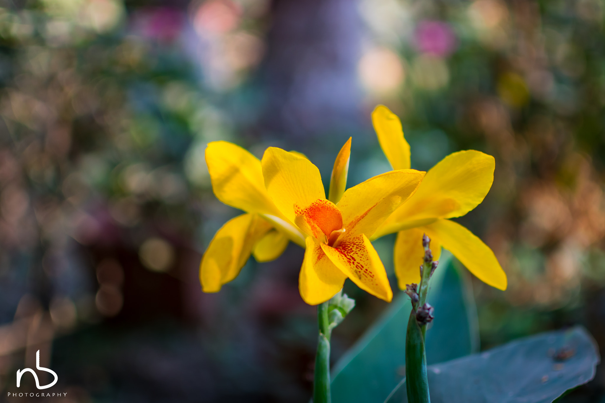 Nikon D500 + Nikon AF-S DX Nikkor 35mm F1.8G sample photo. The yellow flower ! photography