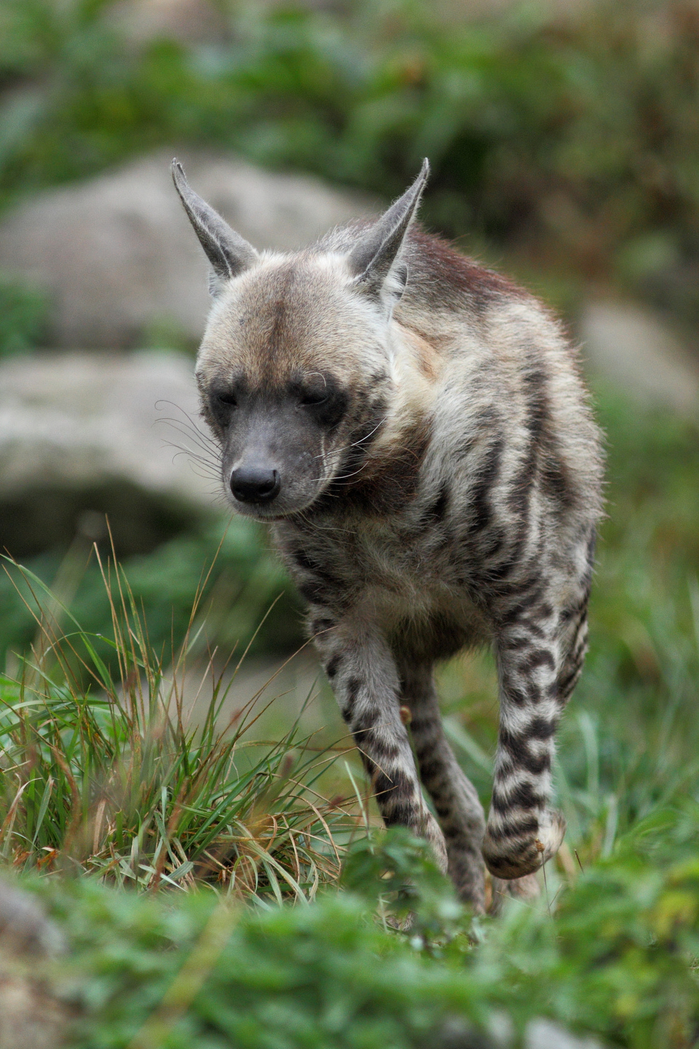 Canon EOS 7D + Canon EF 300mm F4L IS USM sample photo. Hyena photography