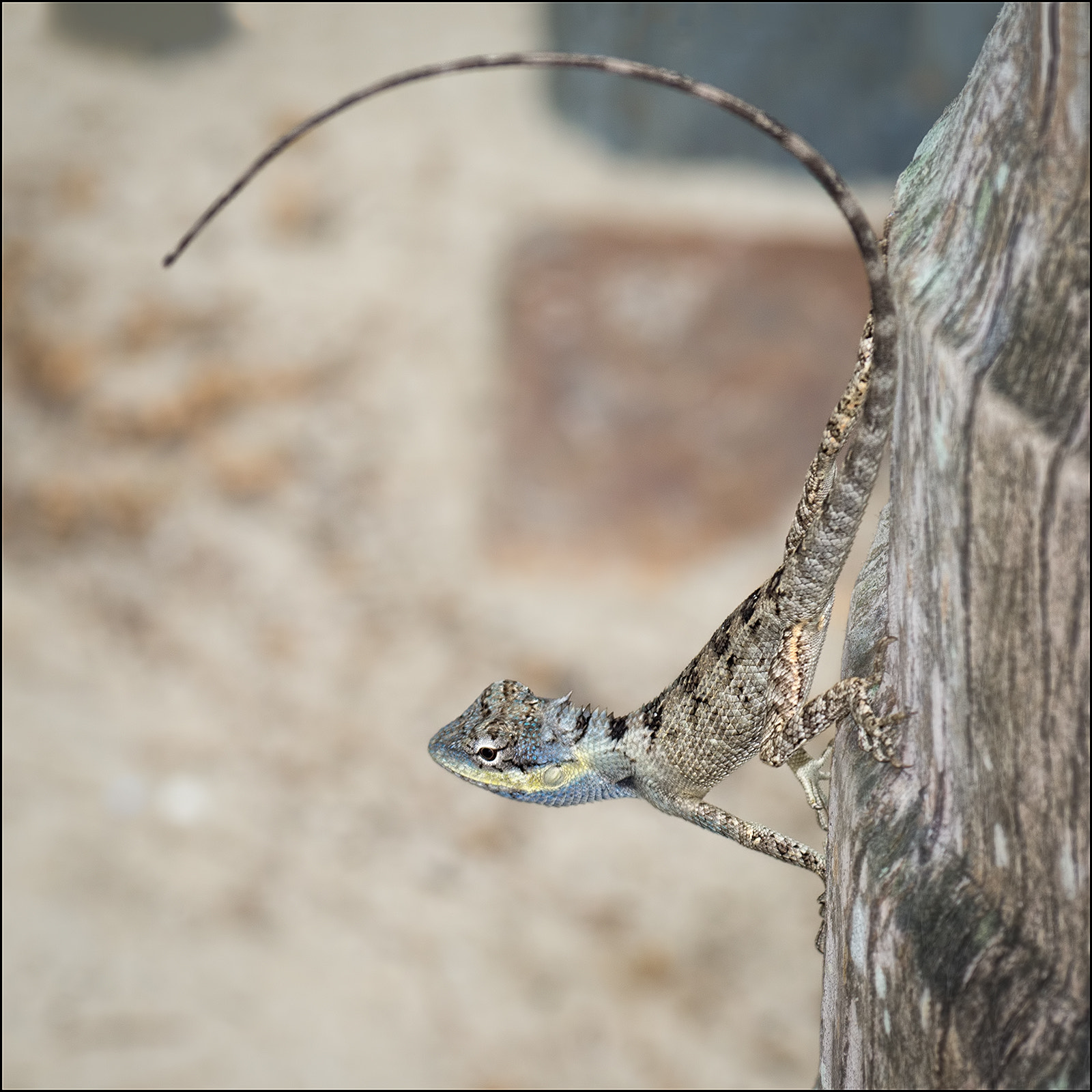 Sony SLT-A37 sample photo. Exercise tail photography