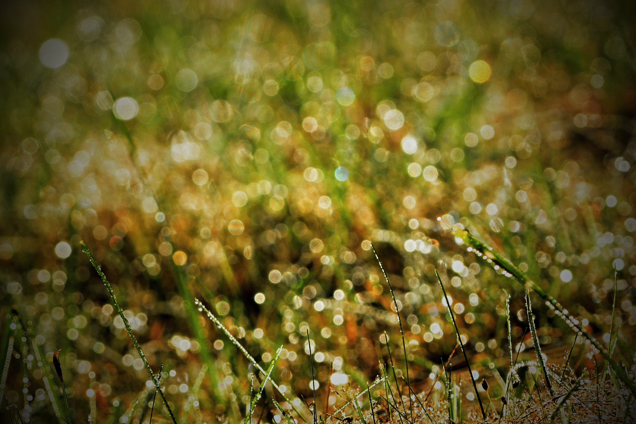 Nikon AF-S Nikkor 70-200mm F4G ED VR sample photo. Bubbles photography