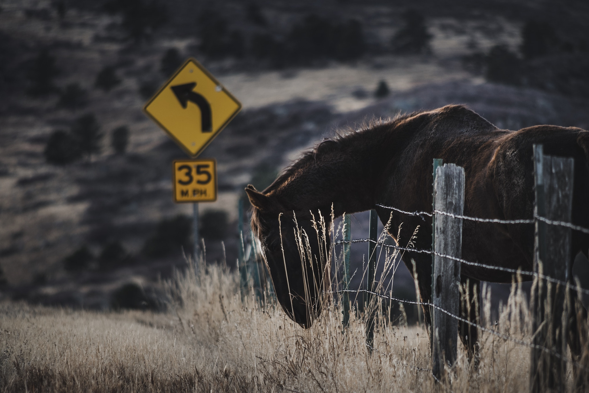 Pentax K-70 + smc PENTAX-DA L 55-300mm F4-5.8 ED sample photo. Colorado life photography