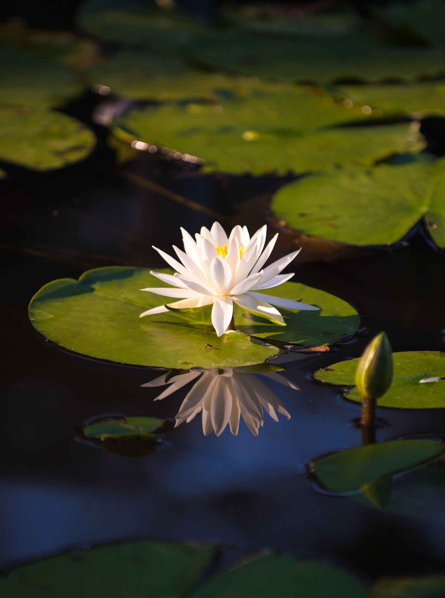Nikon D4 sample photo. Lotus in the morning sun photography