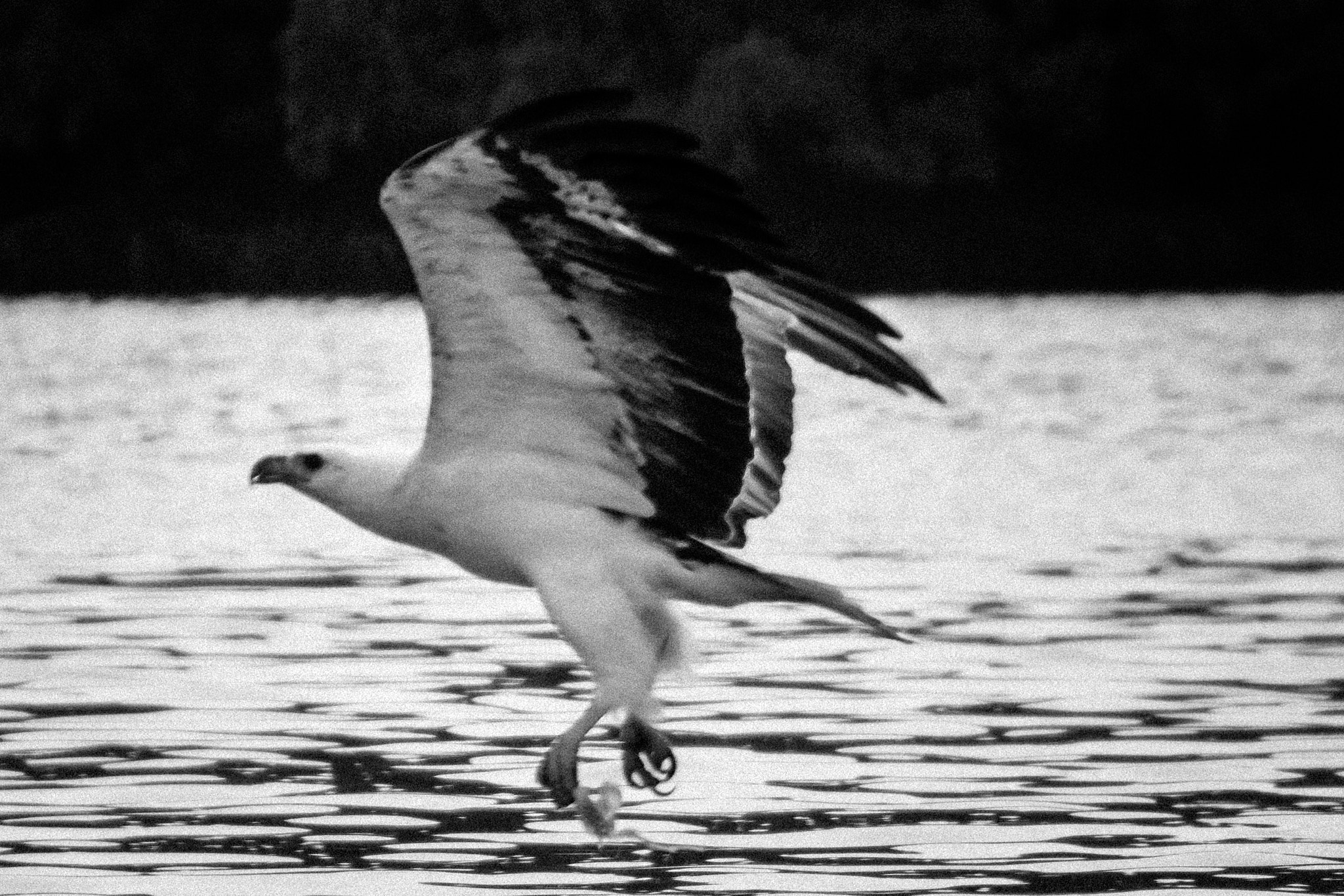 Sony a5100 sample photo. Eagle swoop photography