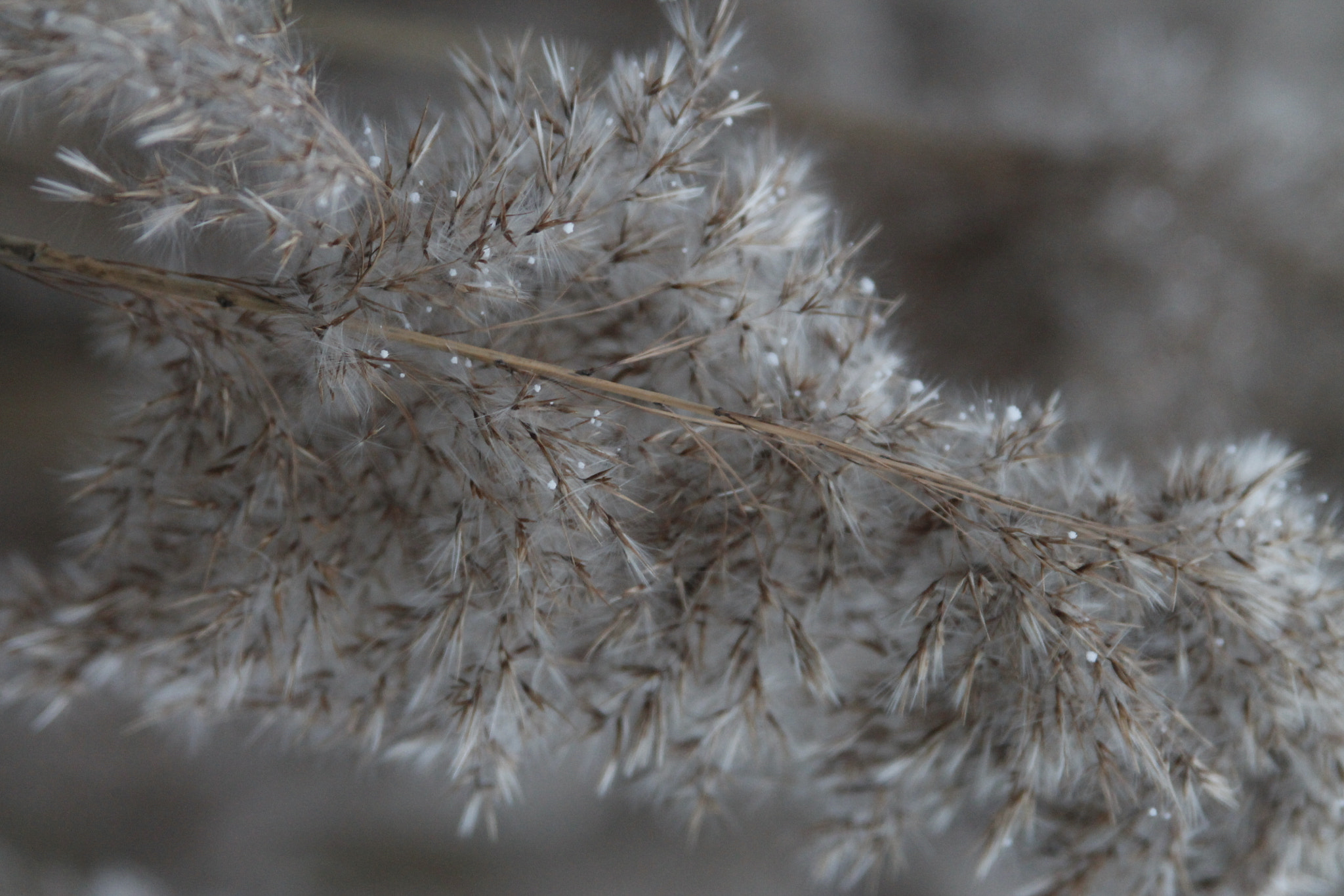 Canon EF 28-105mm f/3.5-4.5 USM sample photo. Morning snow photography