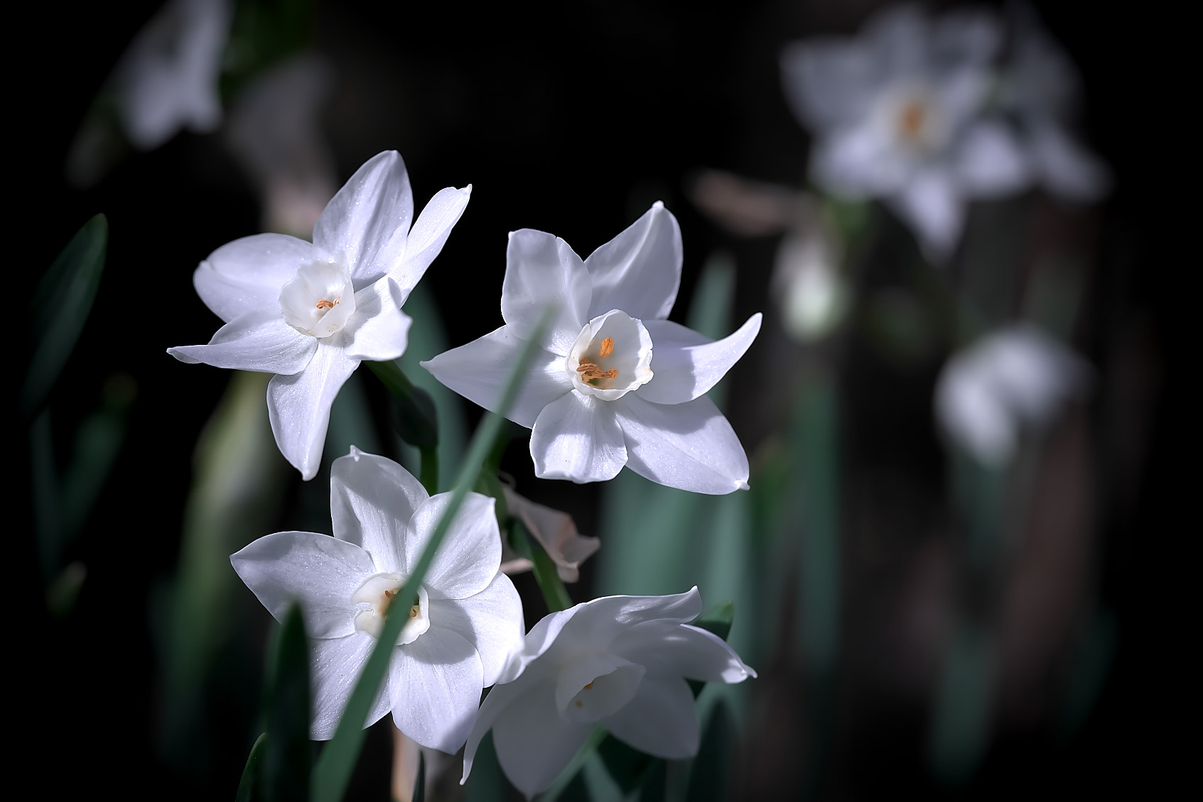 Sony a7R + Sony FE 90mm F2.8 Macro G OSS sample photo. Narcissus（水仙） photography