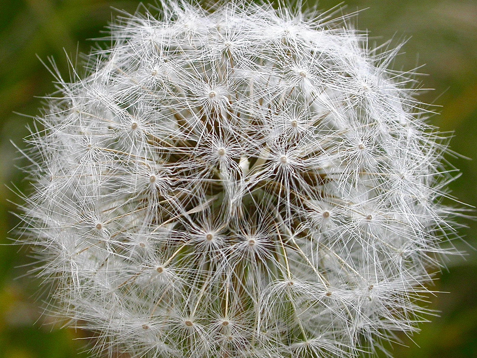 Nikon E4500 sample photo. Fugacity photography