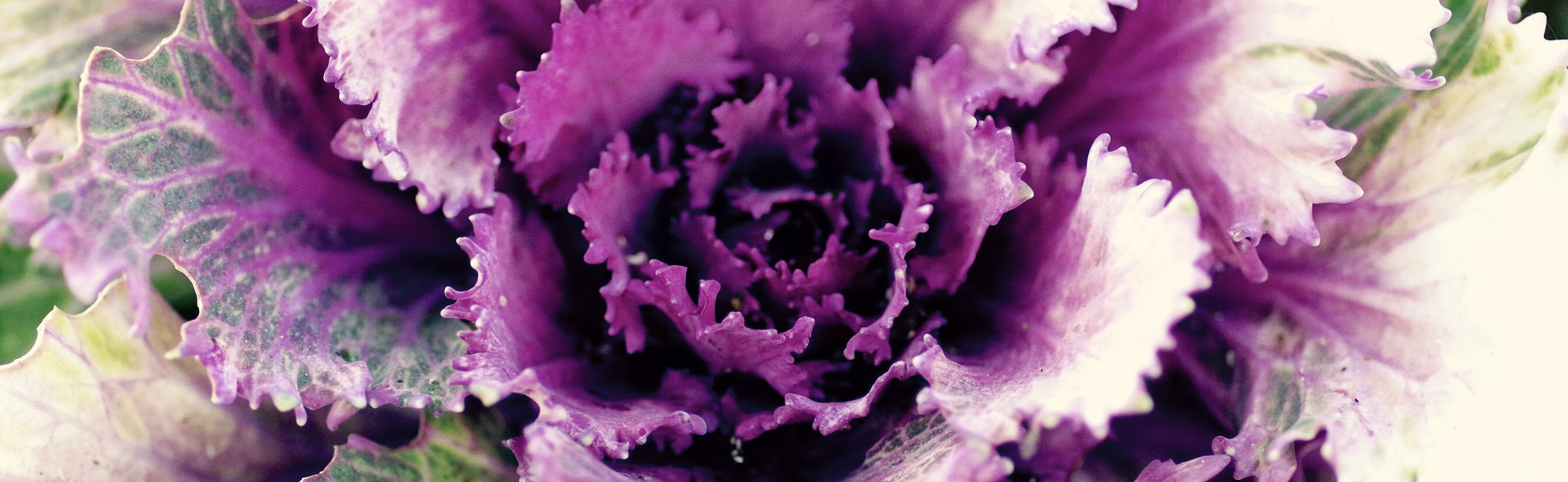 Pentax smc D-FA 100mm F2.8 Macro WR sample photo. A cabbage? maybe photography
