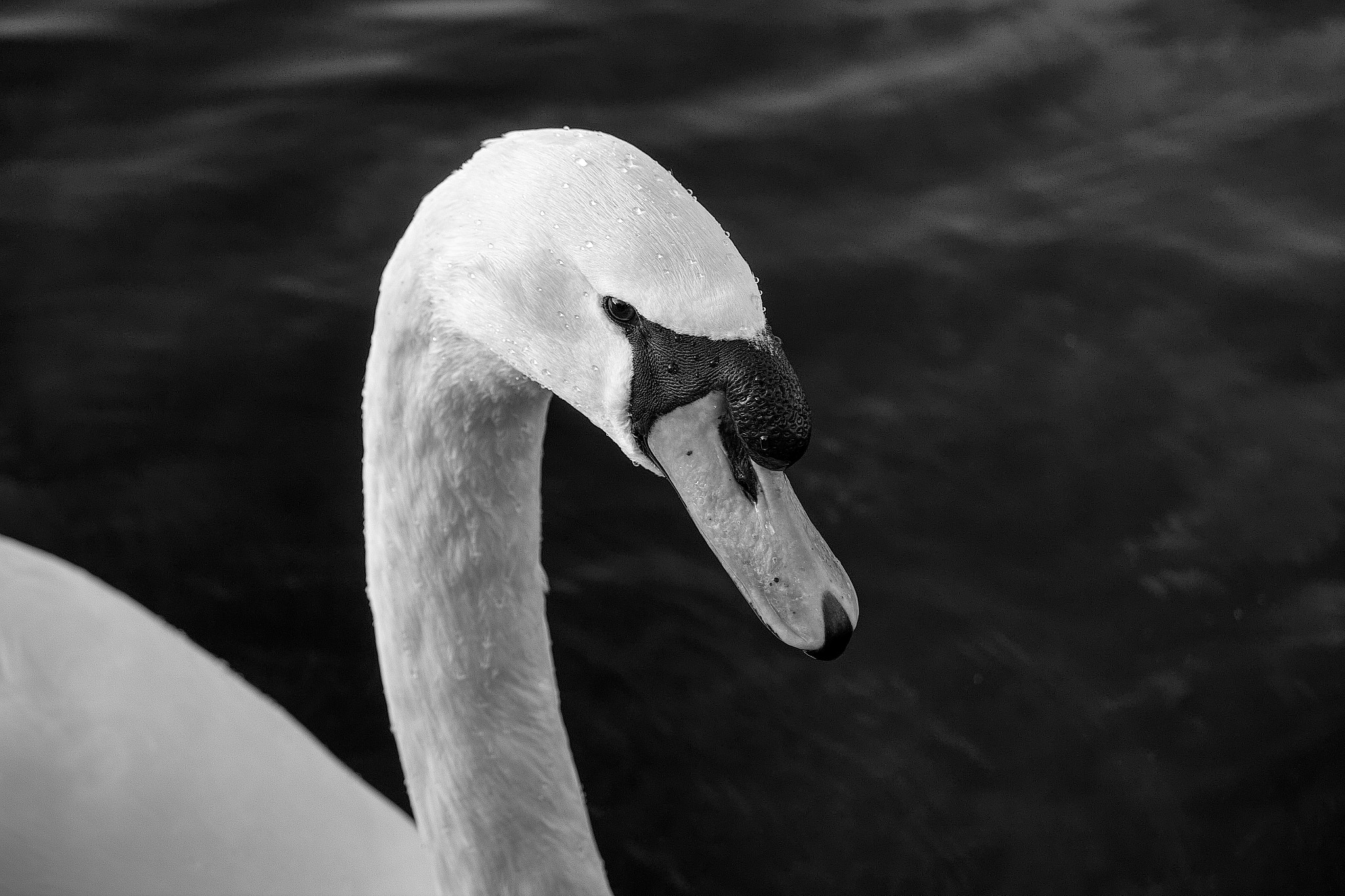 Canon EF-S 55-250mm F4-5.6 IS STM sample photo. Cygne noir photography
