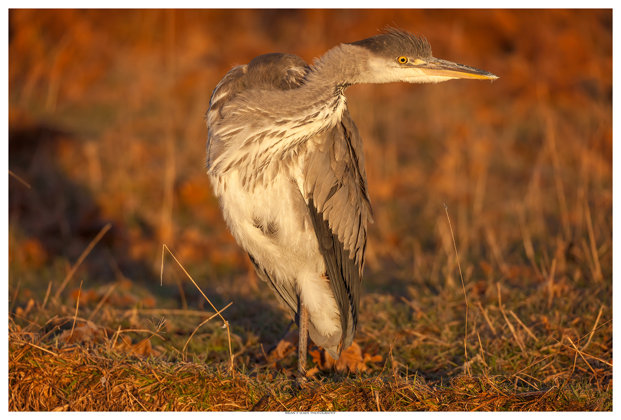 Sigma 150-600mm F5-6.3 DG OS HSM | C sample photo. In the golden light photography