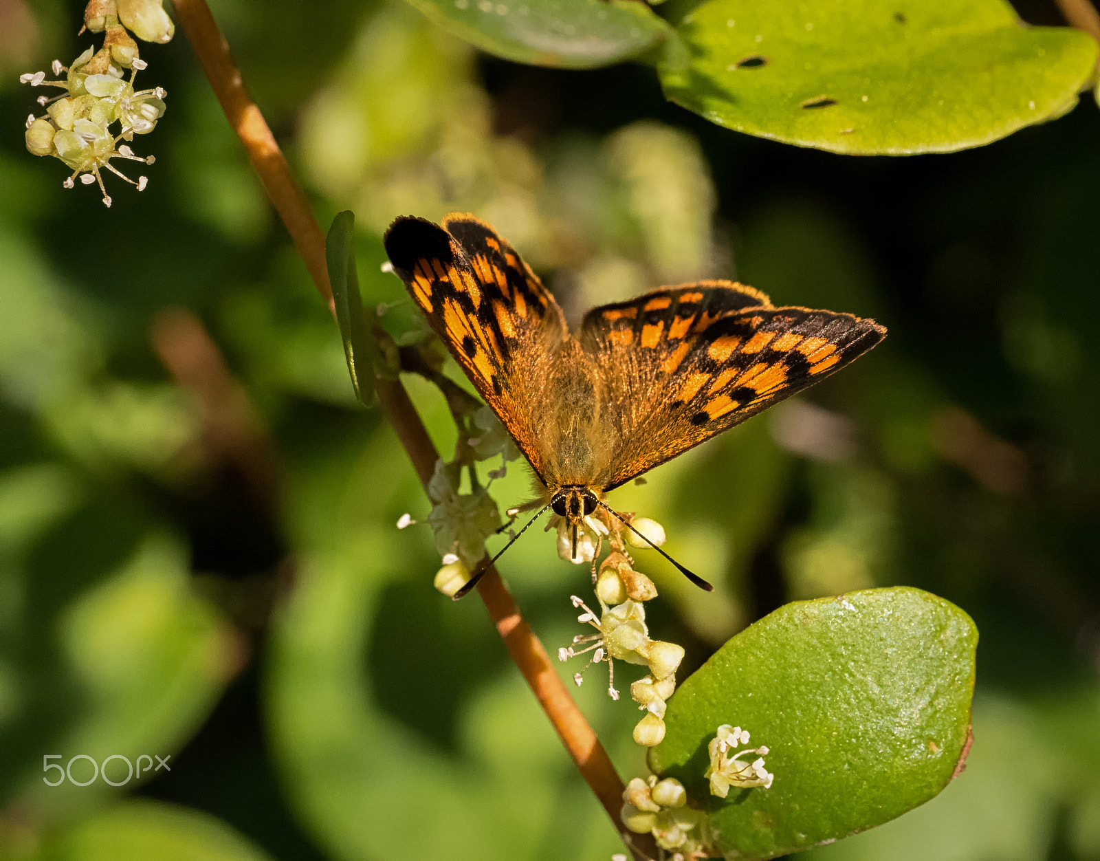 Panasonic Leica DG Macro-Elmarit 45mm F2.8 ASPH OIS sample photo. Ruaparaha's copper butterfly photography