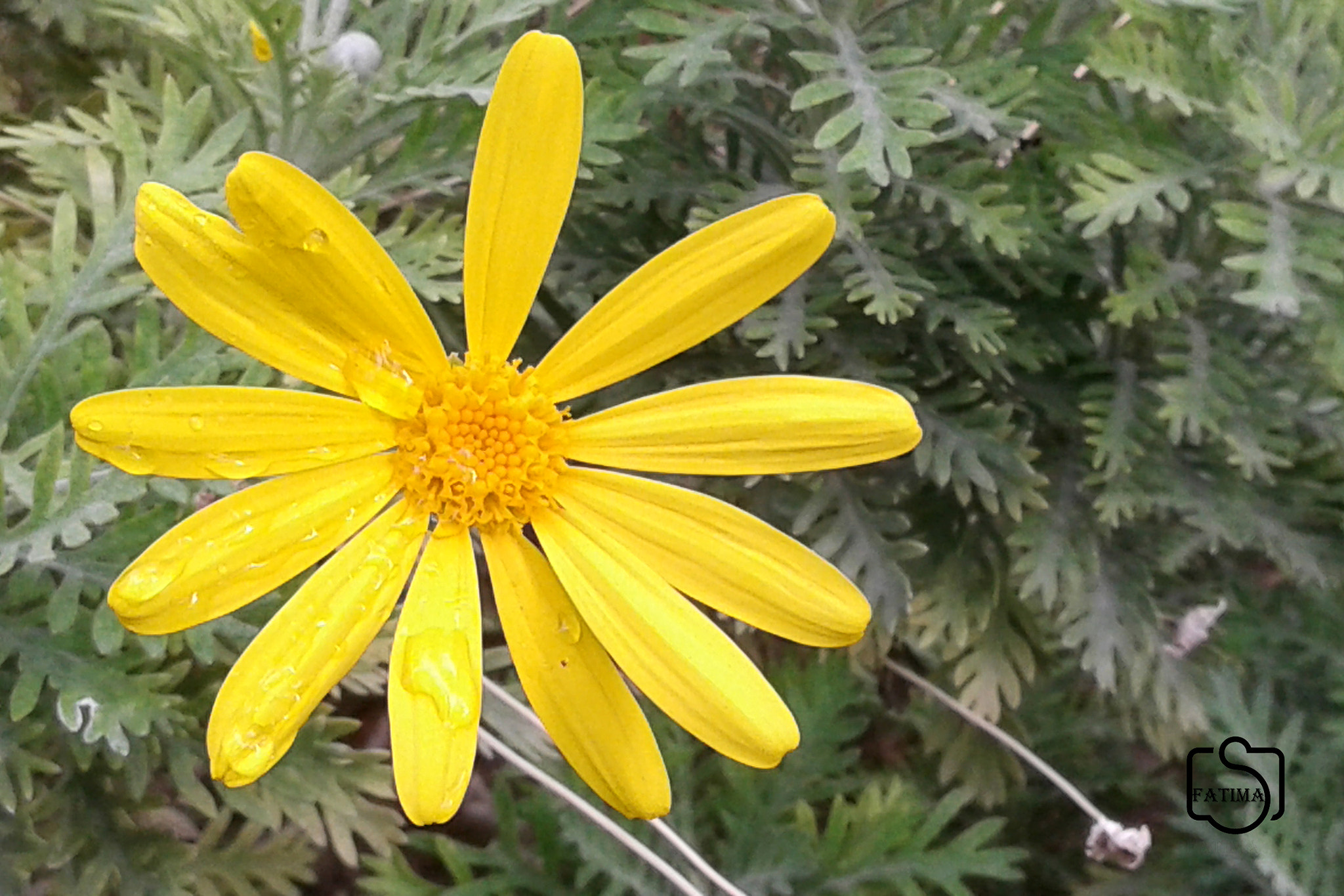 Samsung Galaxy Grand Neo Plus sample photo. 31959841756.jpg photography