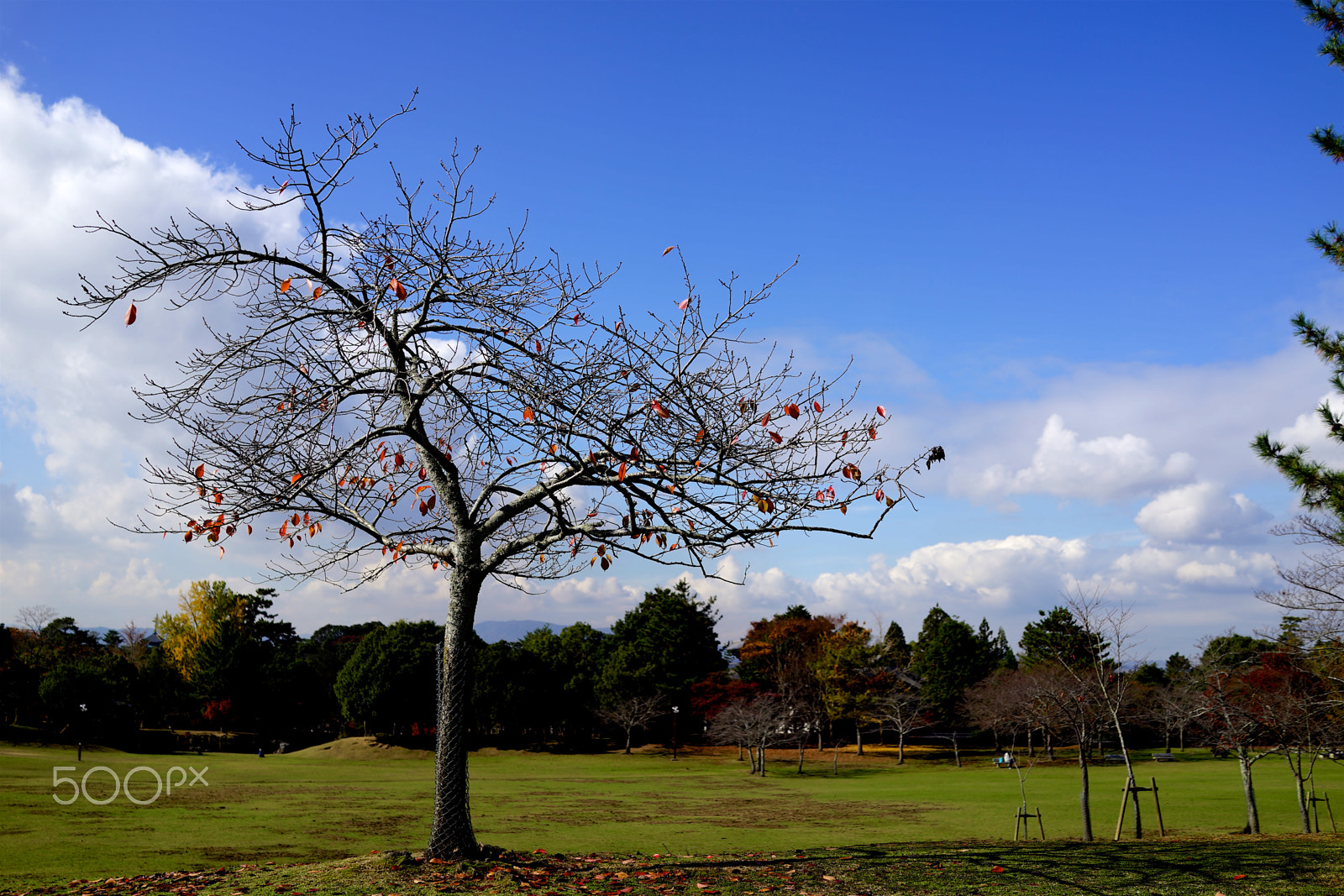 Sony Cyber-shot DSC-RX1R sample photo. Lonely tree photography