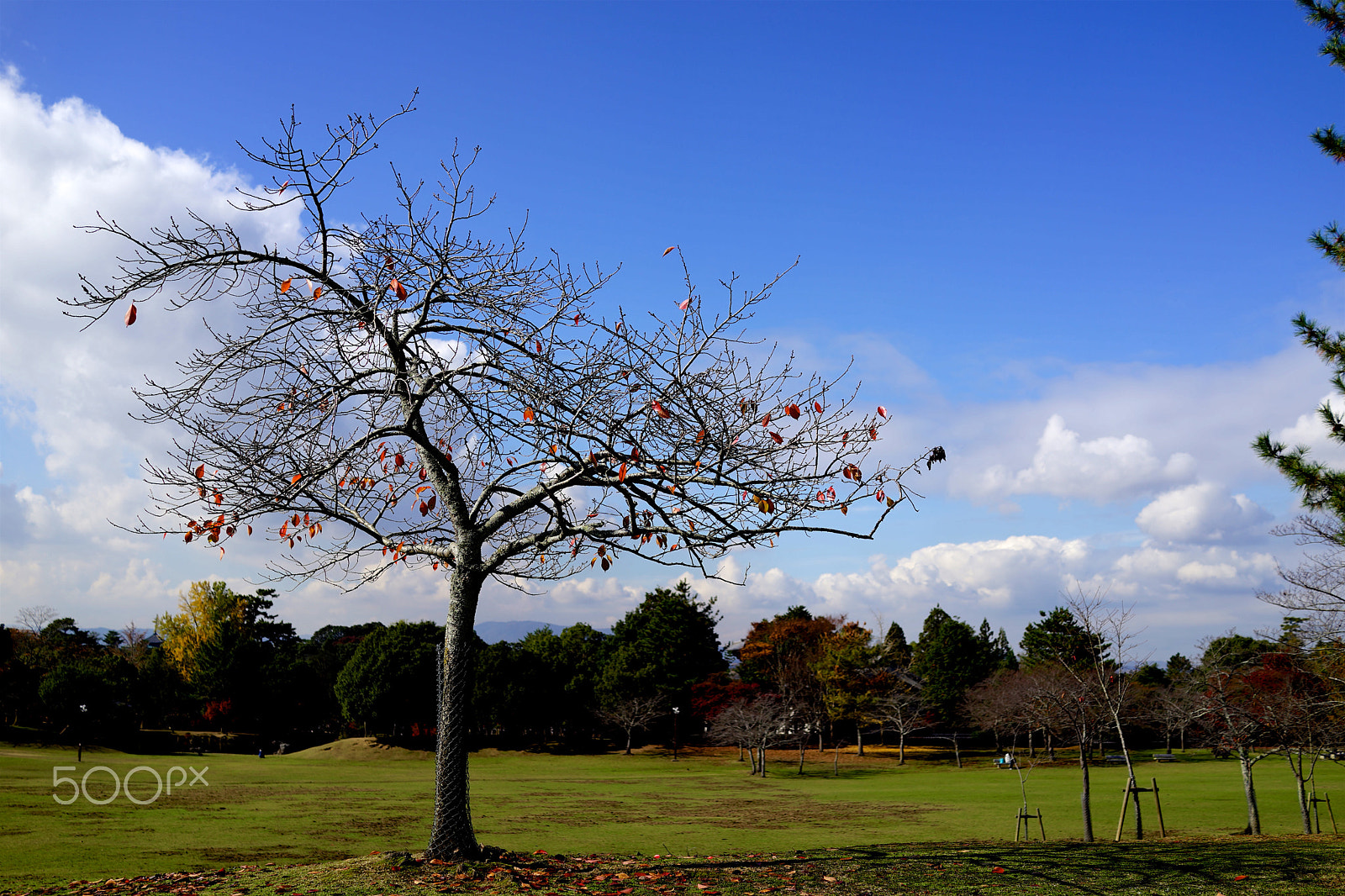Sony Cyber-shot DSC-RX1R + Sony 35mm F2.0 sample photo. Lonely tree photography