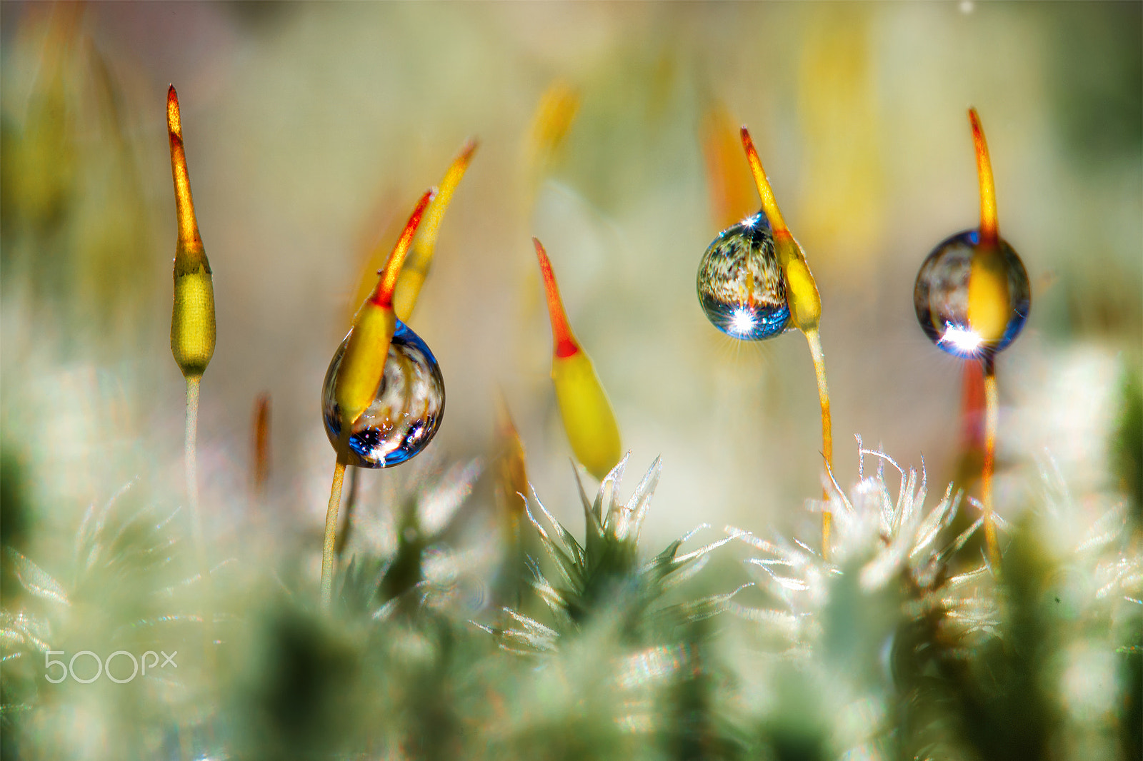 Nikon AF-S Micro-Nikkor 105mm F2.8G IF-ED VR sample photo. Delicate moss photography