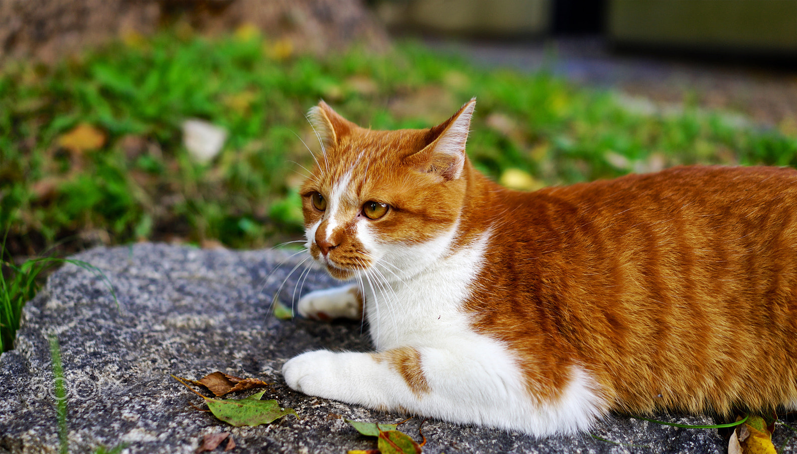 Sony Cyber-shot DSC-RX1R + Sony 35mm F2.0 sample photo. Curious feline photography