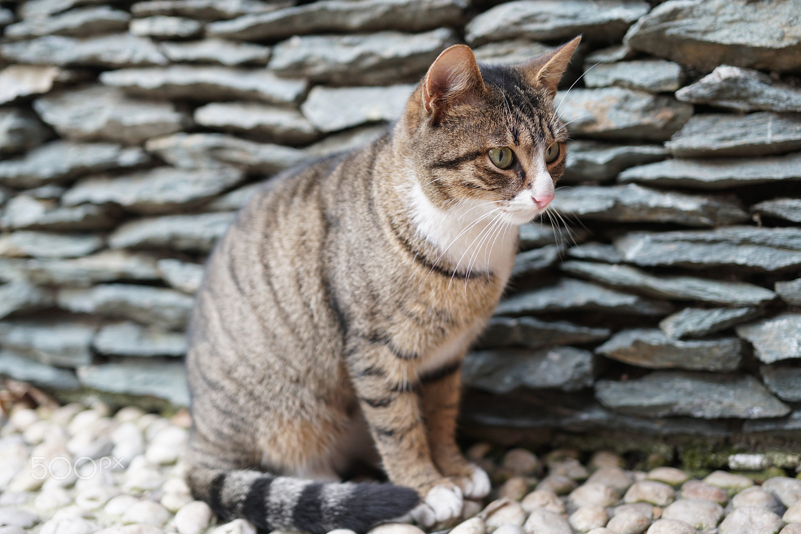 ZEISS Touit 32mm F1.8 sample photo. It's cold outside photography