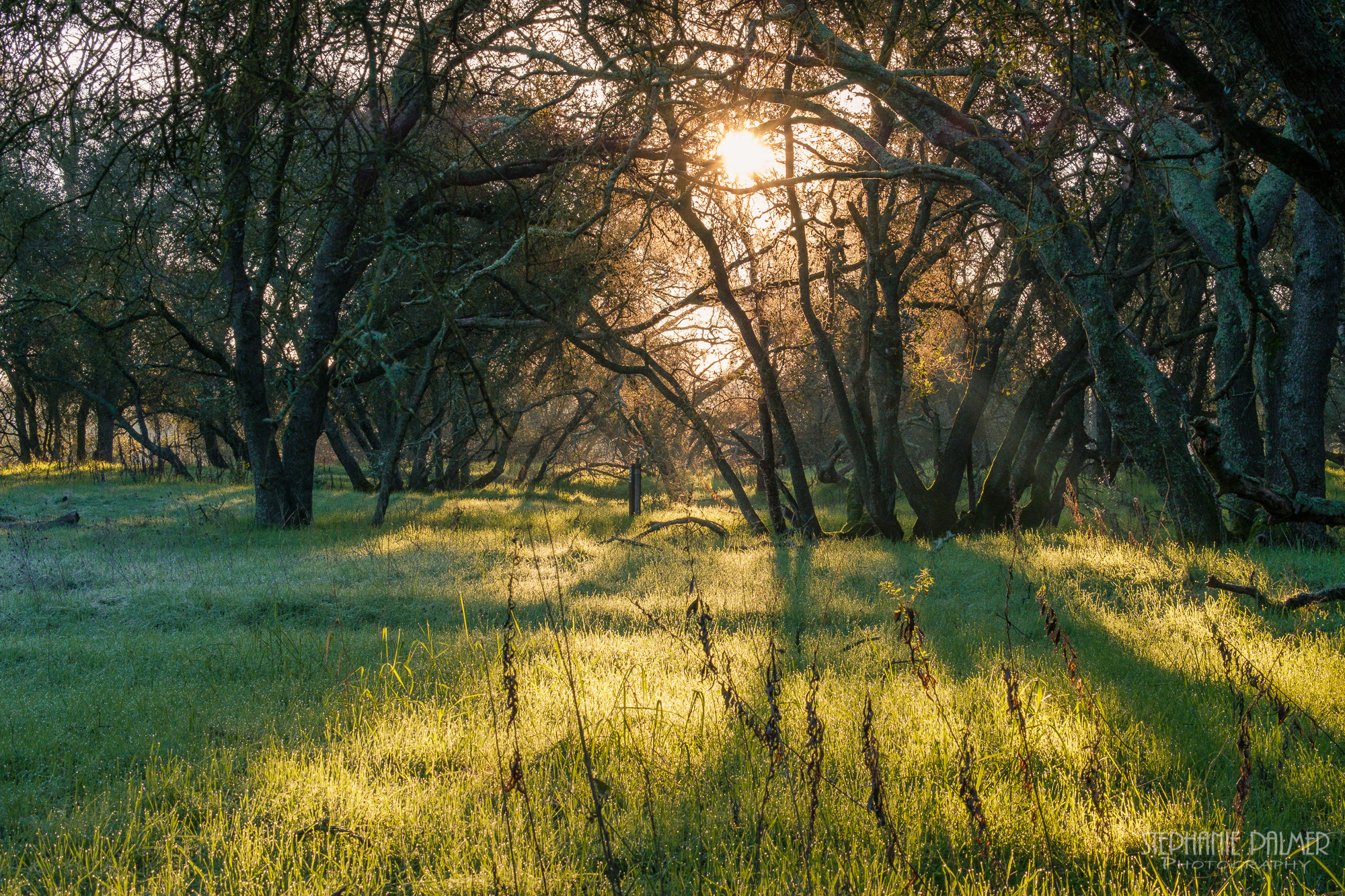 Fujifilm X-T2 + Fujifilm XC 50-230mm F4.5-6.7 OIS sample photo. The field - i photography