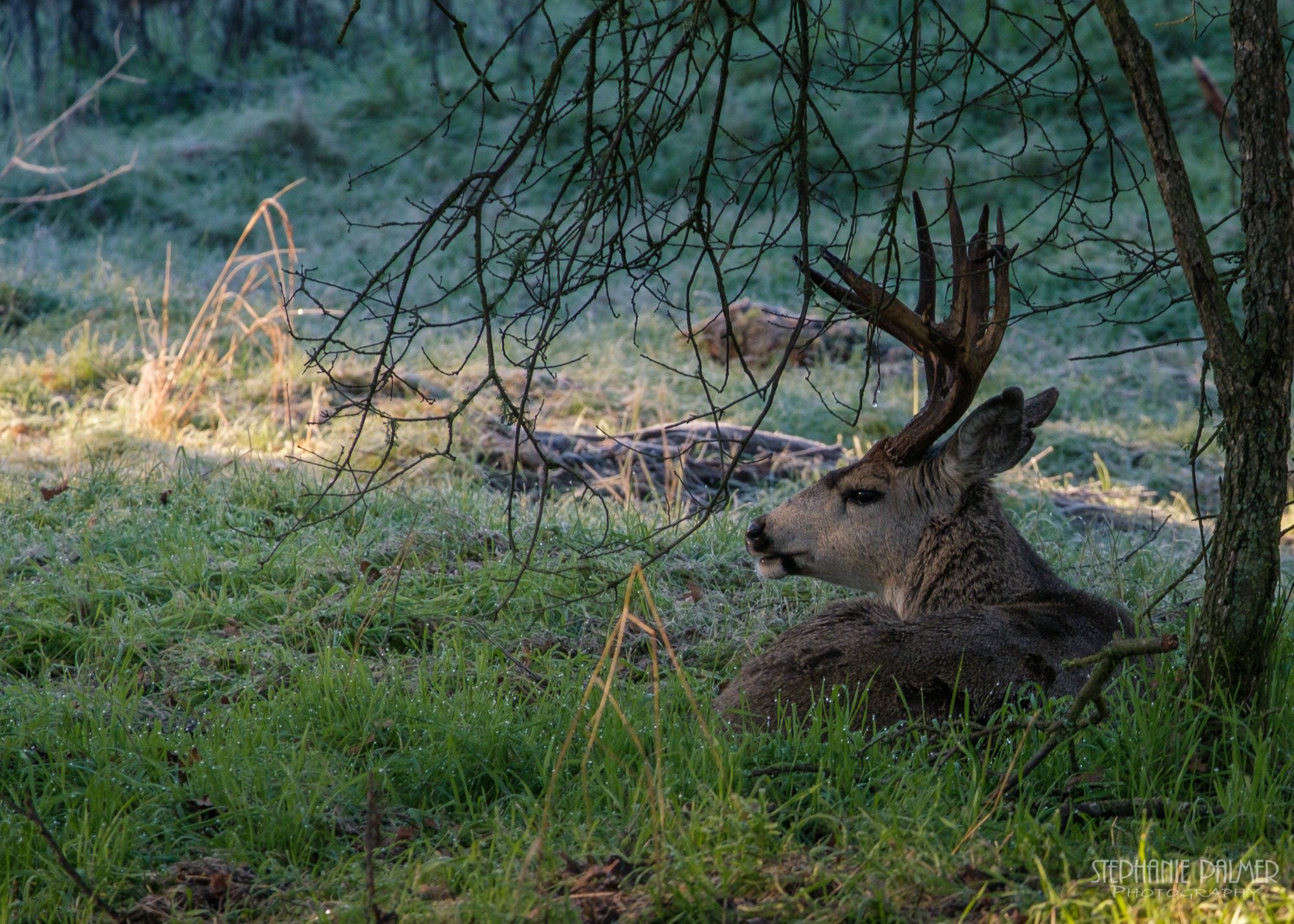 Fujifilm X-T2 + Fujifilm XC 50-230mm F4.5-6.7 OIS sample photo. Early morning buck photography