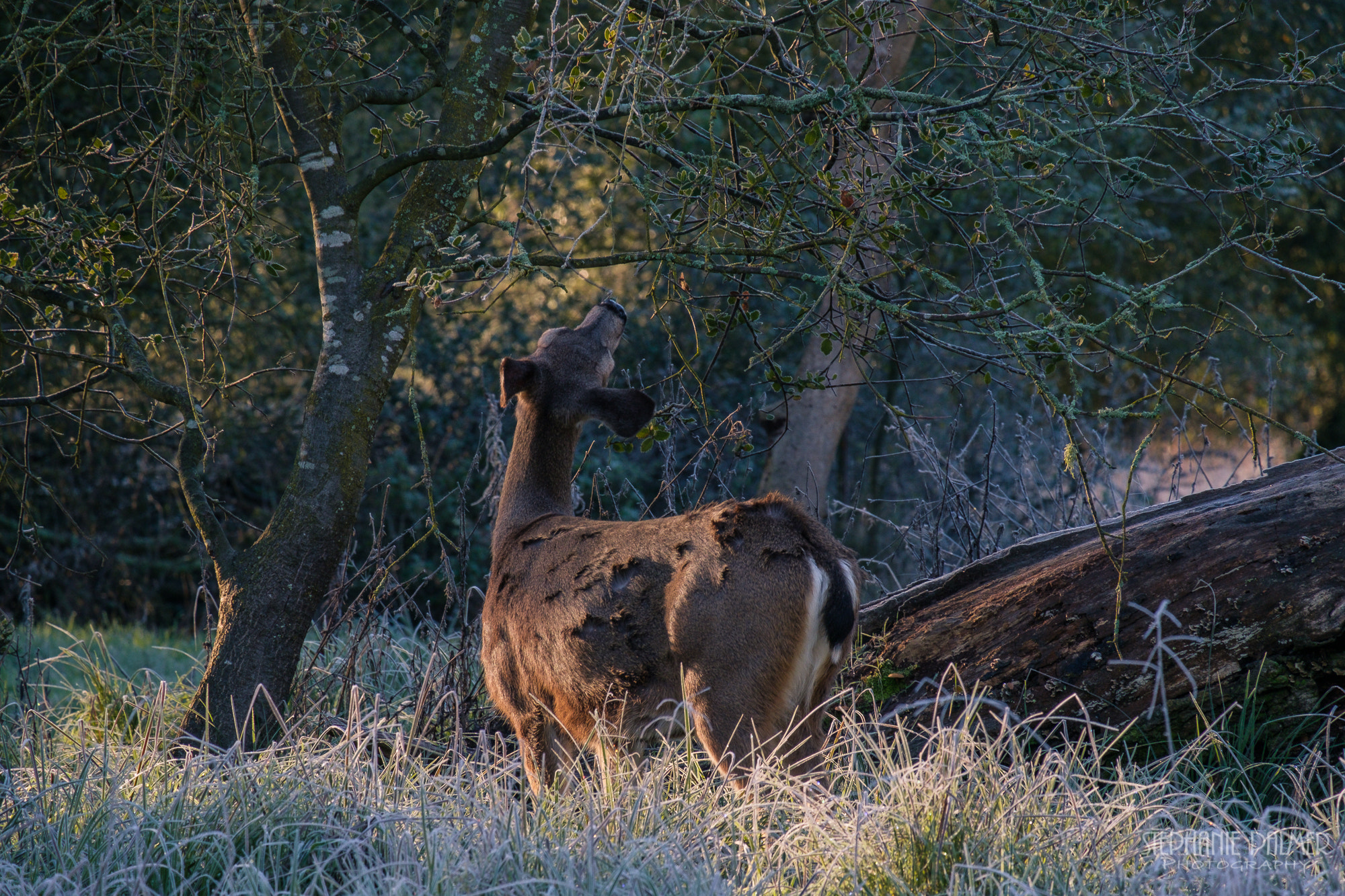 Fujifilm X-T2 + Fujifilm XC 50-230mm F4.5-6.7 OIS sample photo. Fawn breakfast photography