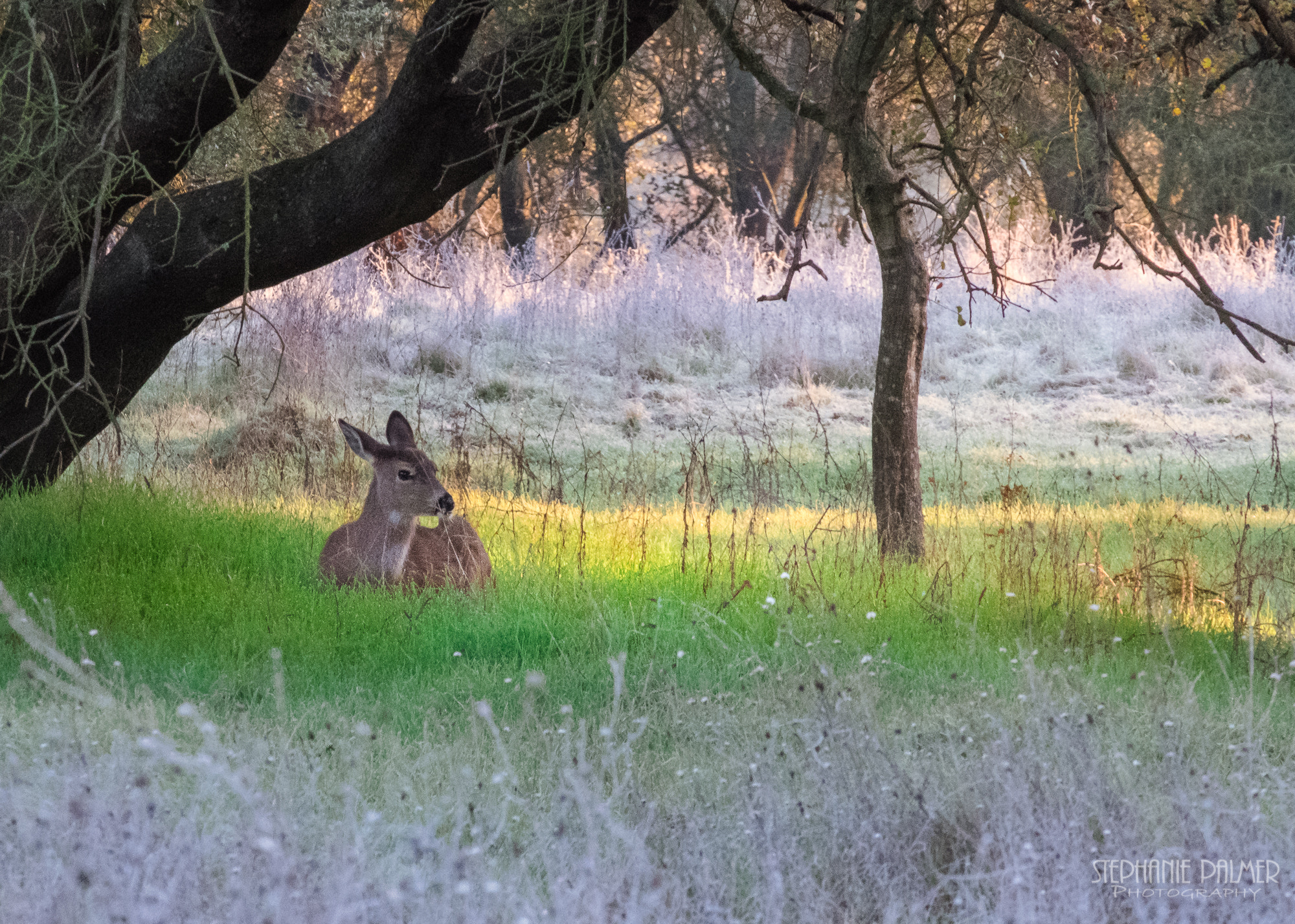 Fujifilm X-T2 + Fujifilm XC 50-230mm F4.5-6.7 OIS sample photo. Fawn in the field photography