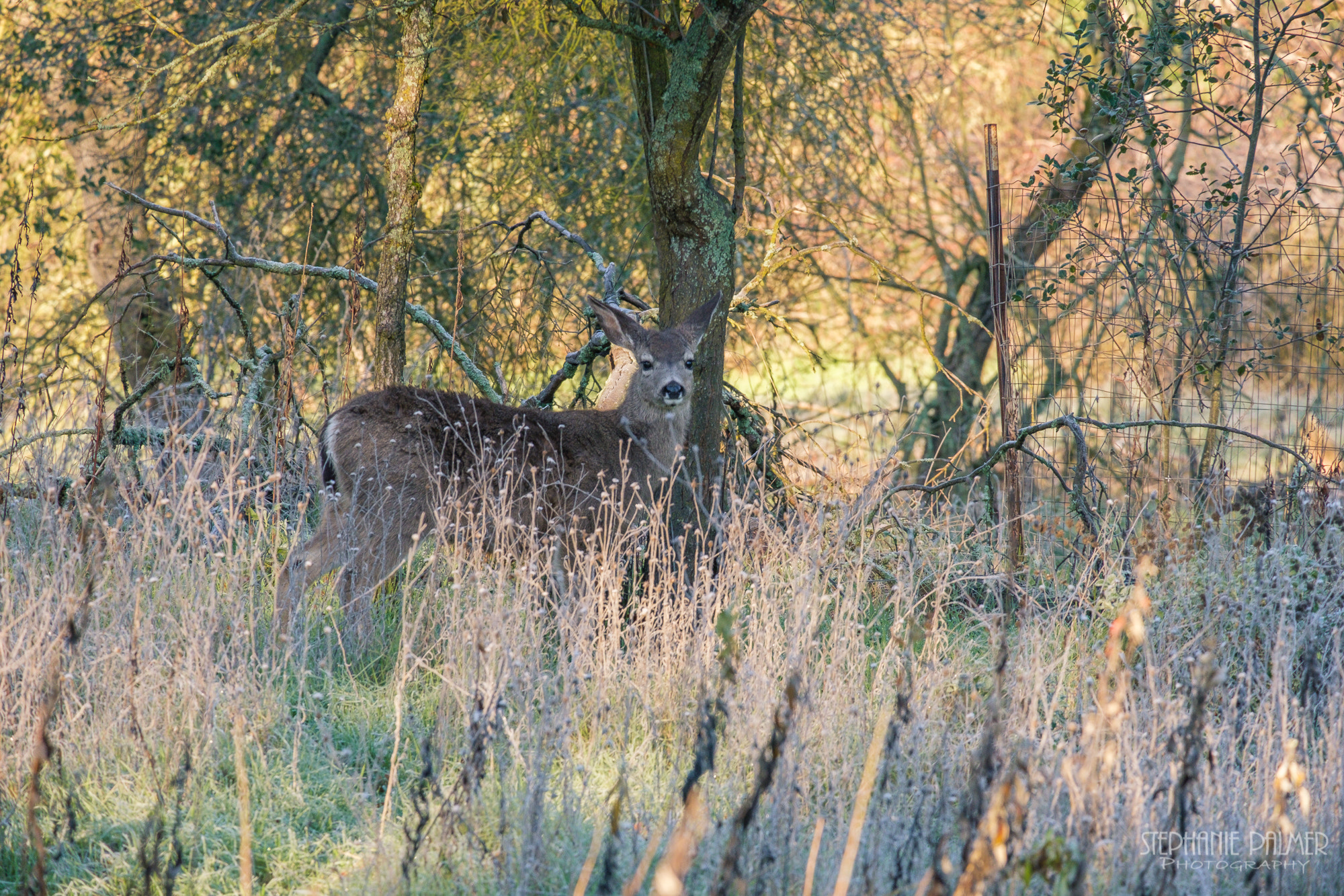 Fujifilm X-T2 + Fujifilm XC 50-230mm F4.5-6.7 OIS sample photo. Morning fawn photography