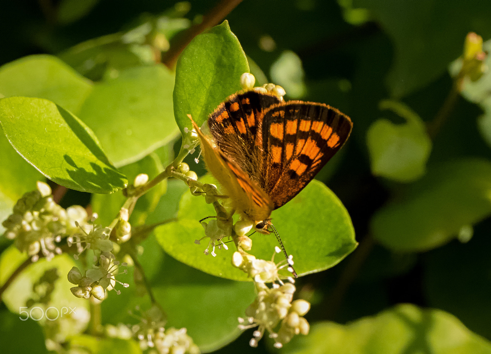 Panasonic Leica DG Macro-Elmarit 45mm F2.8 ASPH OIS sample photo. Ruaparaha's copper butterfly photography