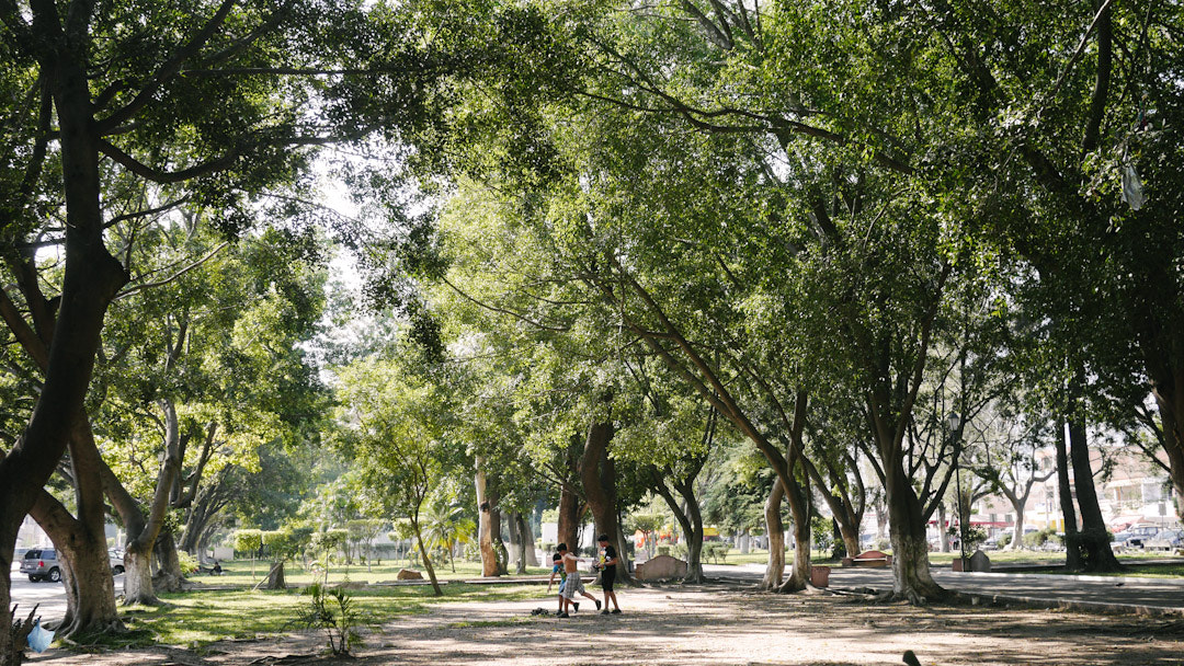 Panasonic Lumix DMC-GH3 + Panasonic Lumix G 20mm F1.7 ASPH sample photo. Vacaciones alameda  27 de diciembre 2016. tepic nayarit.  #alameda #tepic #parque #trees #park photography