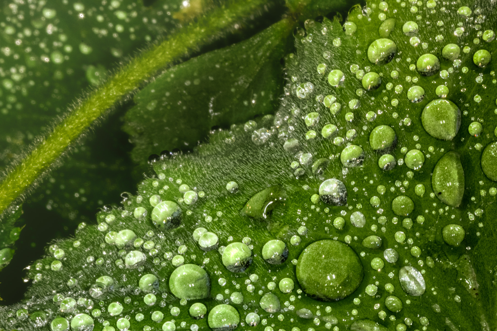 Nikon D750 + AF Micro-Nikkor 105mm f/2.8 sample photo. Macro dreamland photography