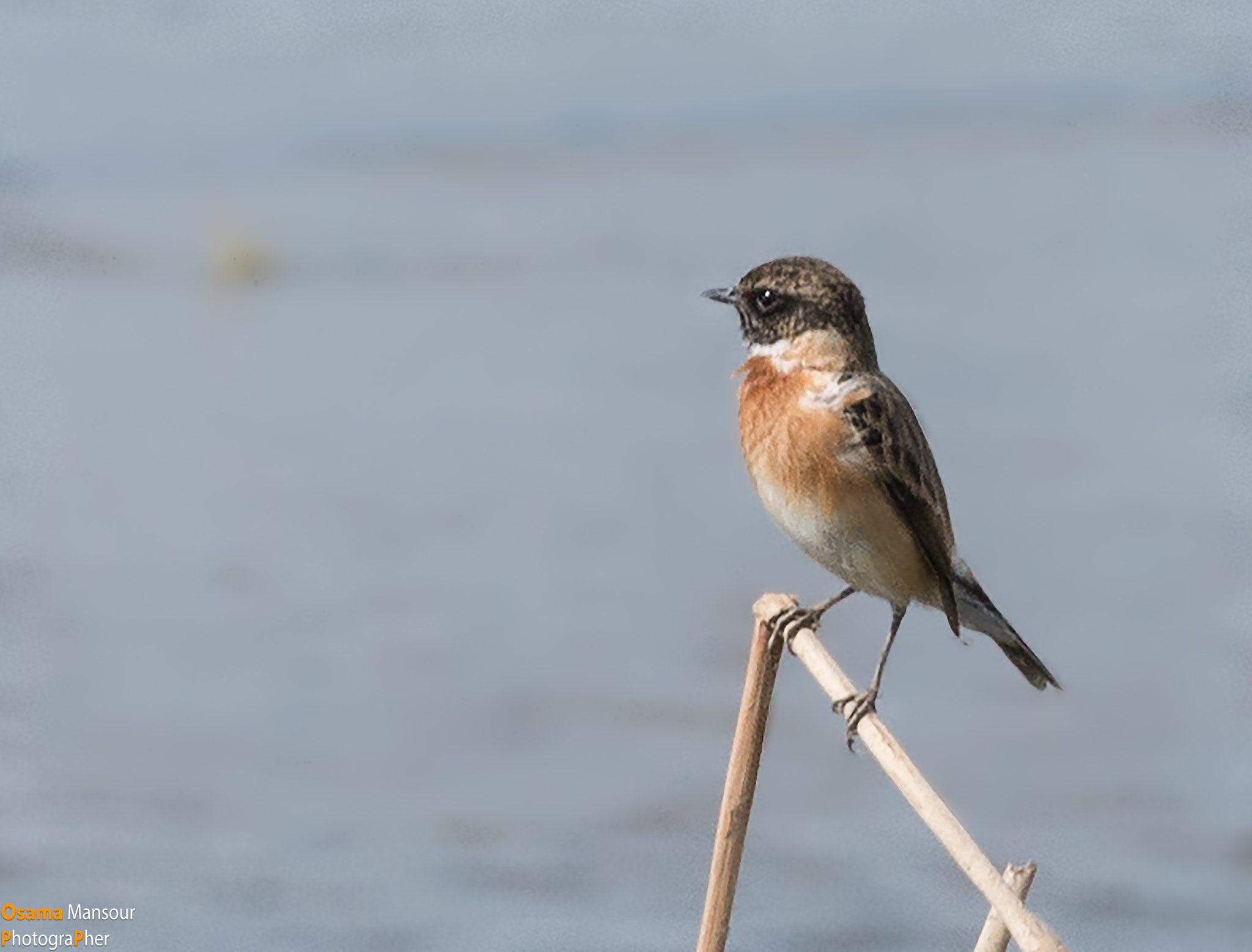 Nikon D610 + Nikon AF-S Nikkor 300mm F4D ED-IF sample photo. Bird photography