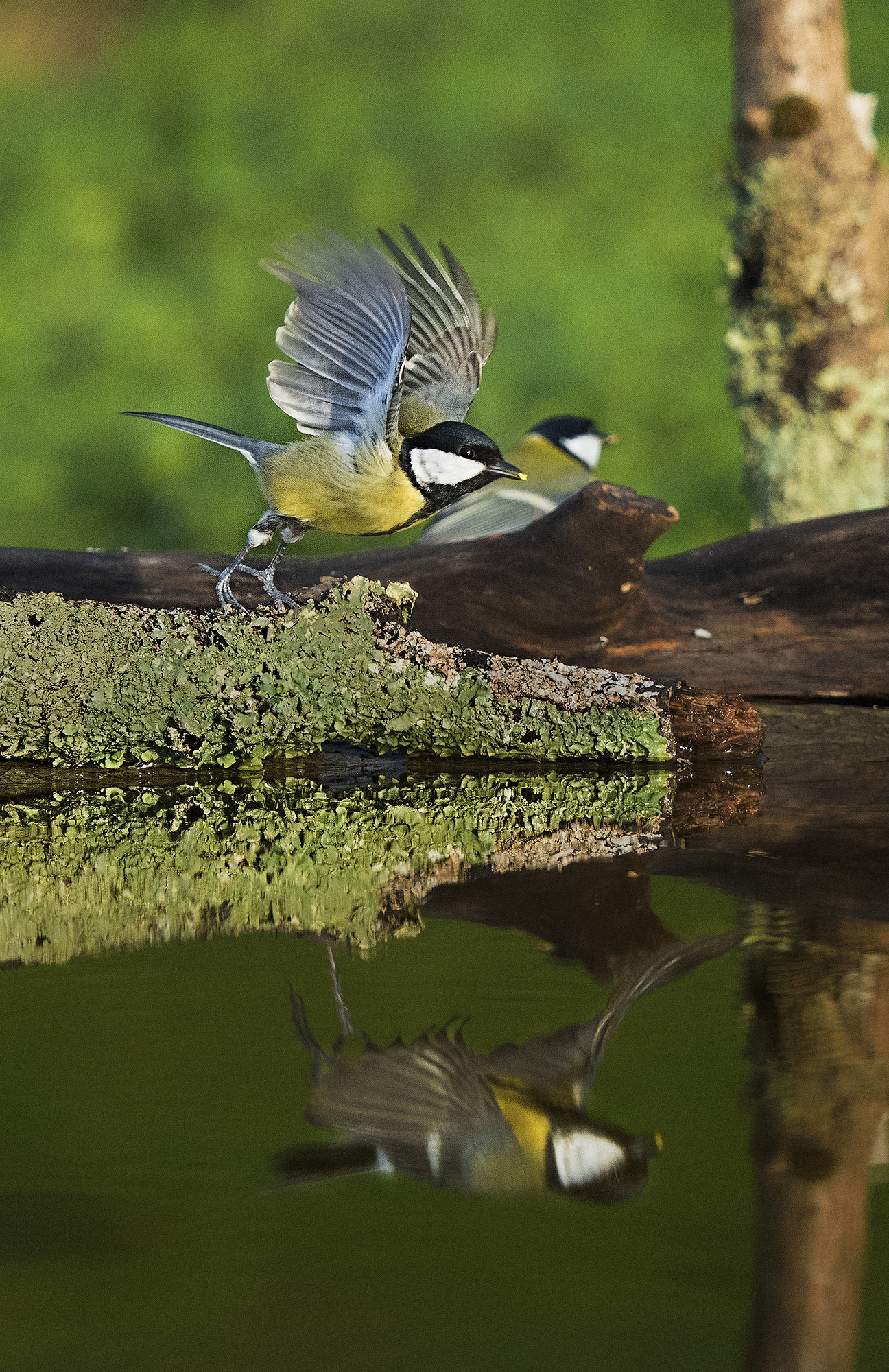 Olympus OM-D E-M5 II + Olympus M.Zuiko Digital ED 40-150mm F2.8 Pro sample photo. Otro año que se va volando - another year that is flying away photography