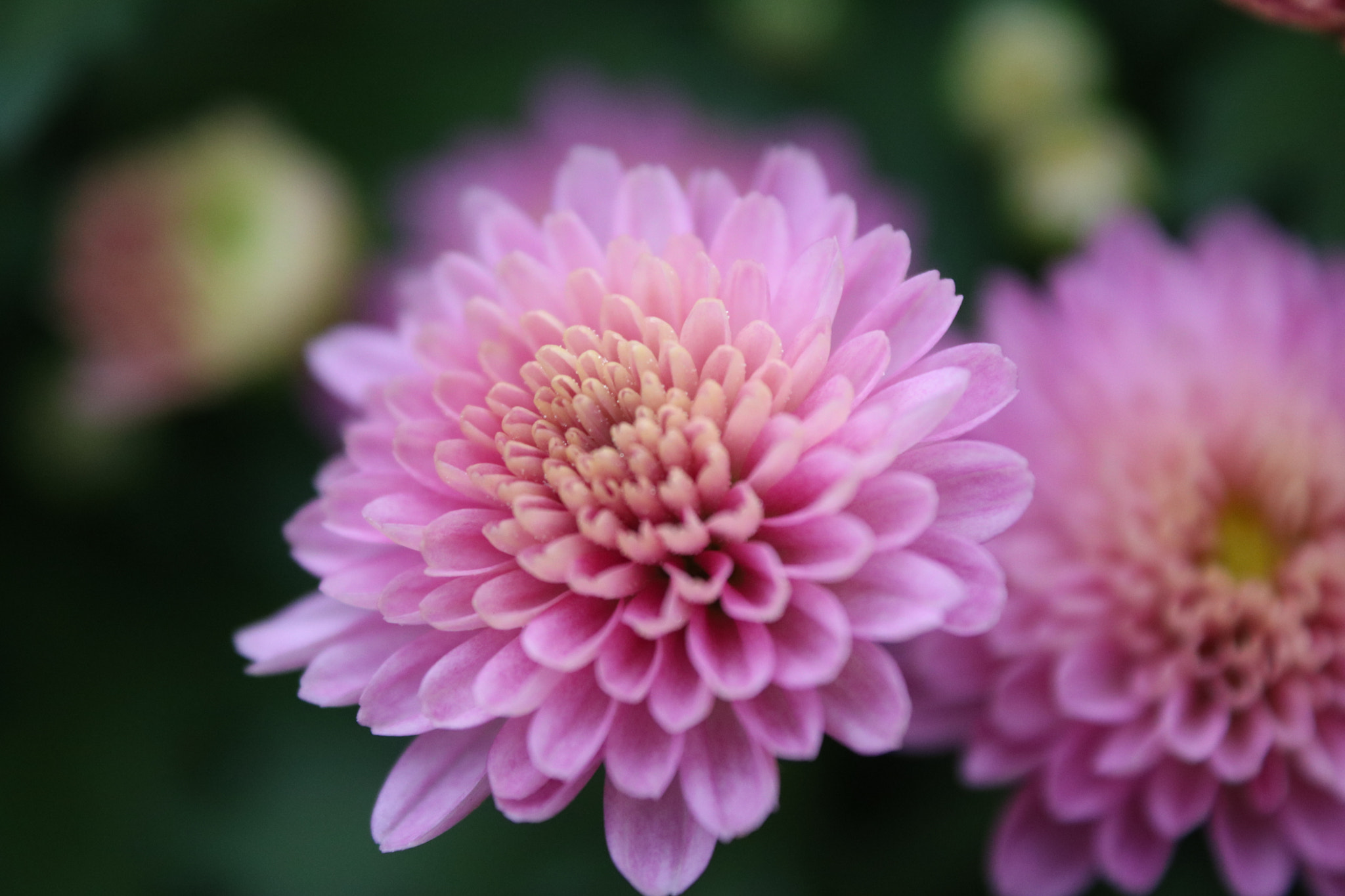 Canon EOS 760D (EOS Rebel T6s / EOS 8000D) sample photo. Img photography