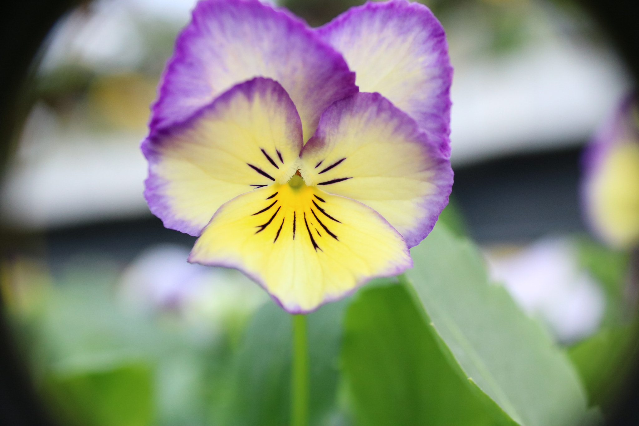 Canon EOS 760D (EOS Rebel T6s / EOS 8000D) sample photo. Img photography