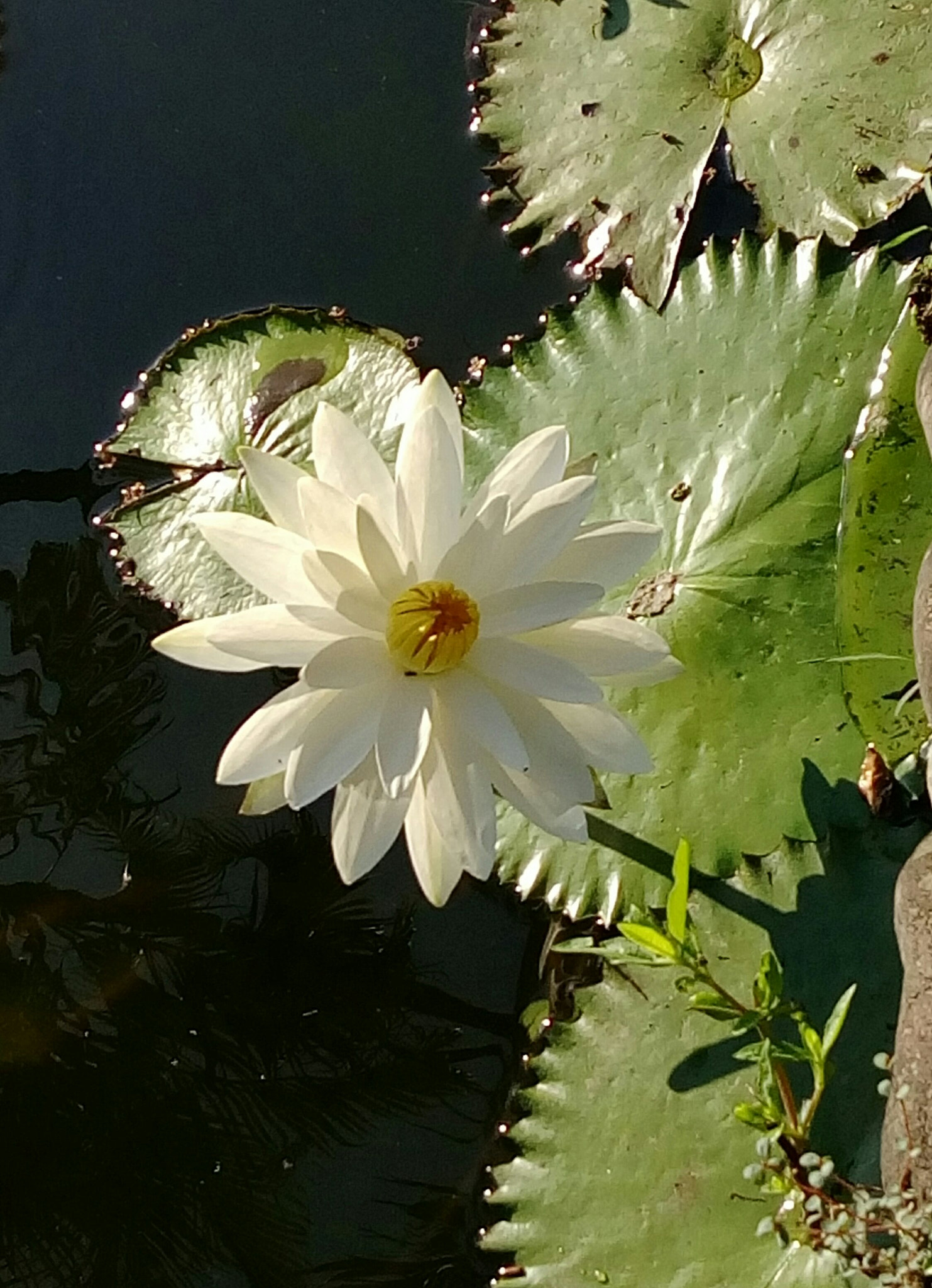 HTC ONE X9 DUAL SIM sample photo. So close ,.. far was the waterlily * photography