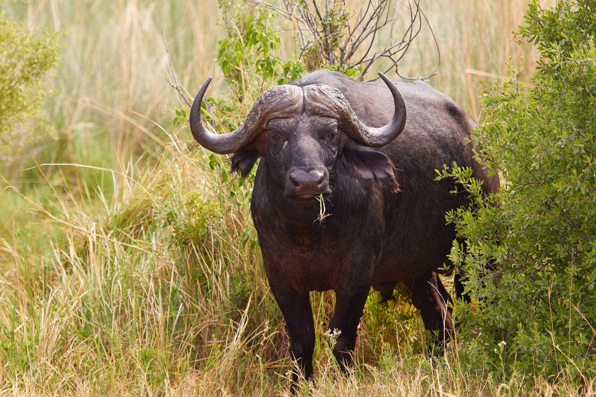 Canon EF 100-400mm F4.5-5.6L IS USM sample photo. Cape buffalo eating photography