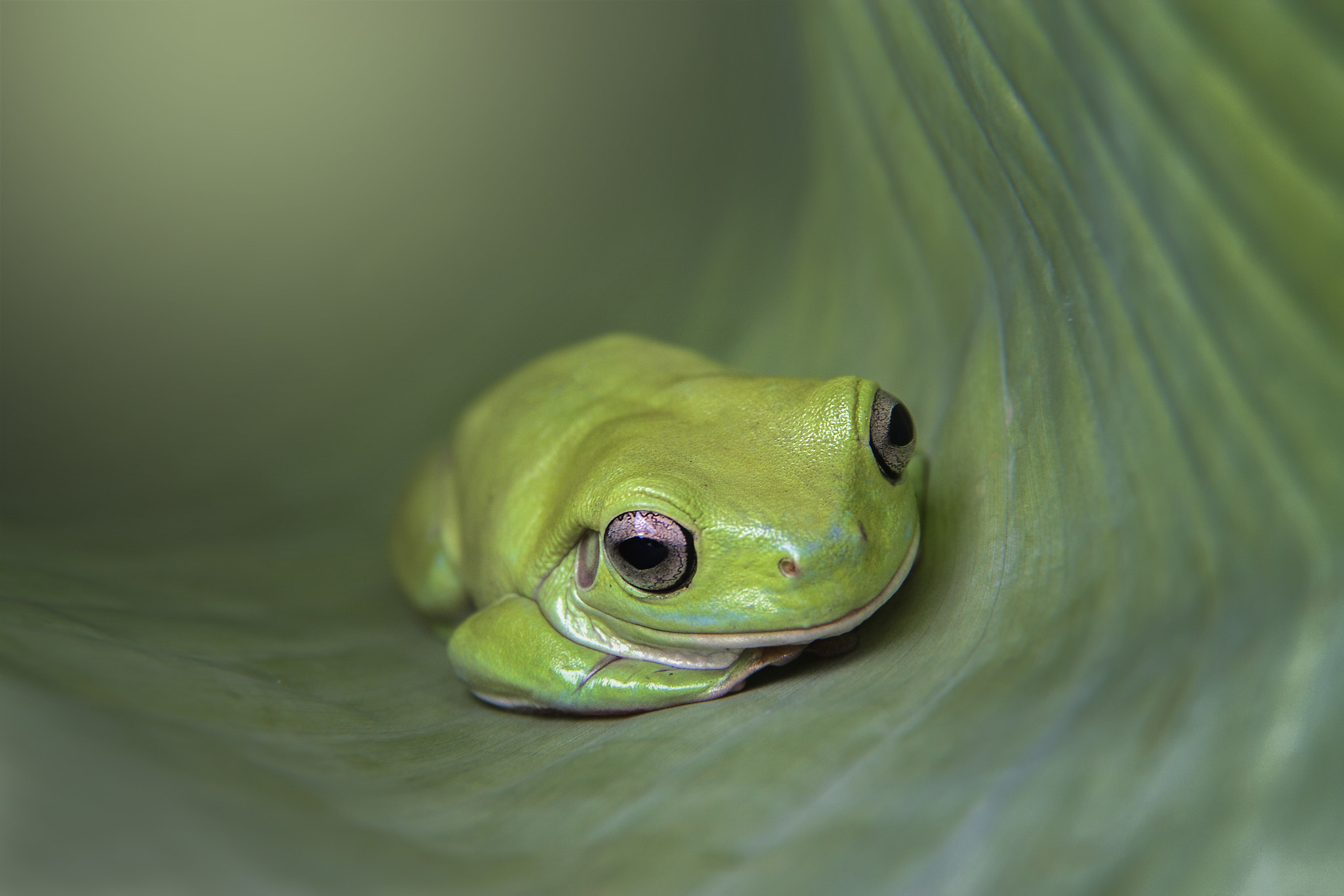 Canon EOS 1100D (EOS Rebel T3 / EOS Kiss X50) sample photo. Dumpy, dumpy frog alone photography