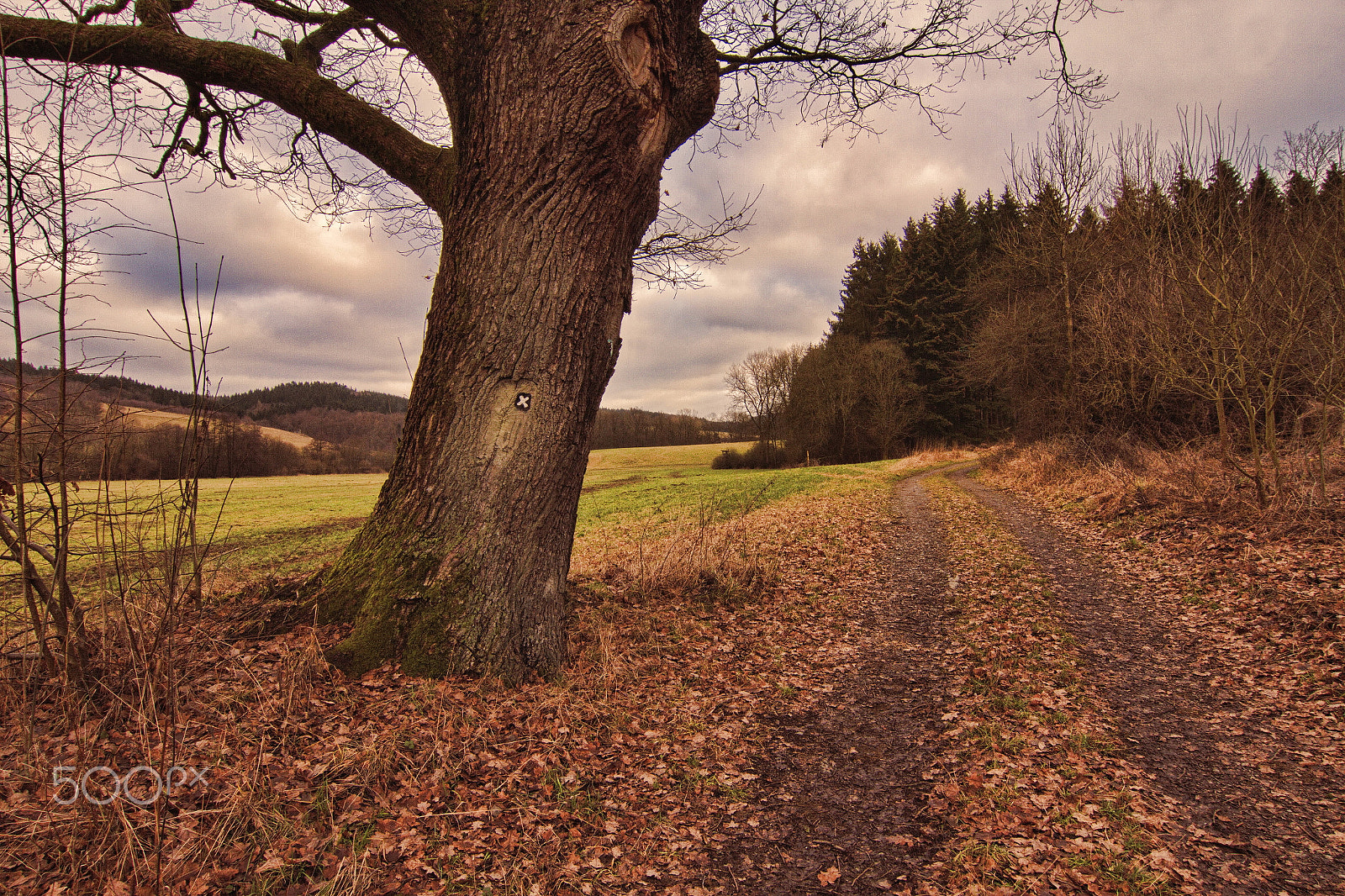 Canon EOS 7D + Tokina AT-X Pro 12-24mm F4 (IF) DX sample photo. The old oak photography