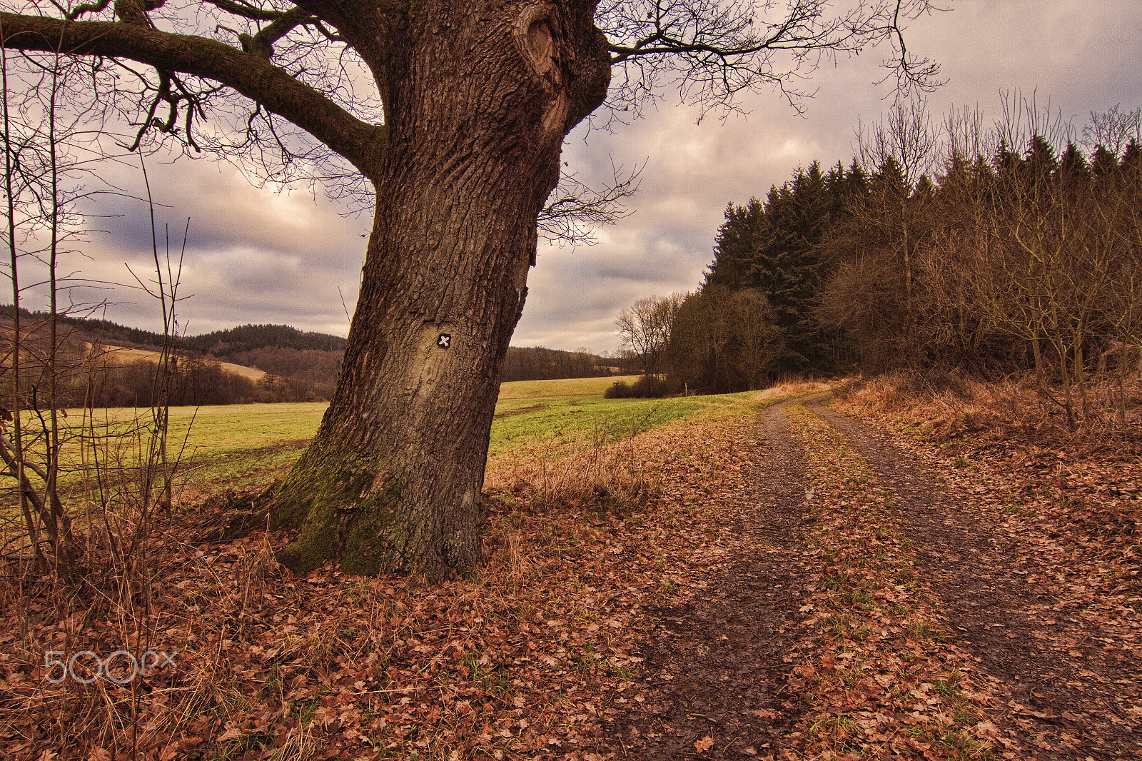 Tokina AT-X Pro 12-24mm F4 (IF) DX sample photo. The old oak photography