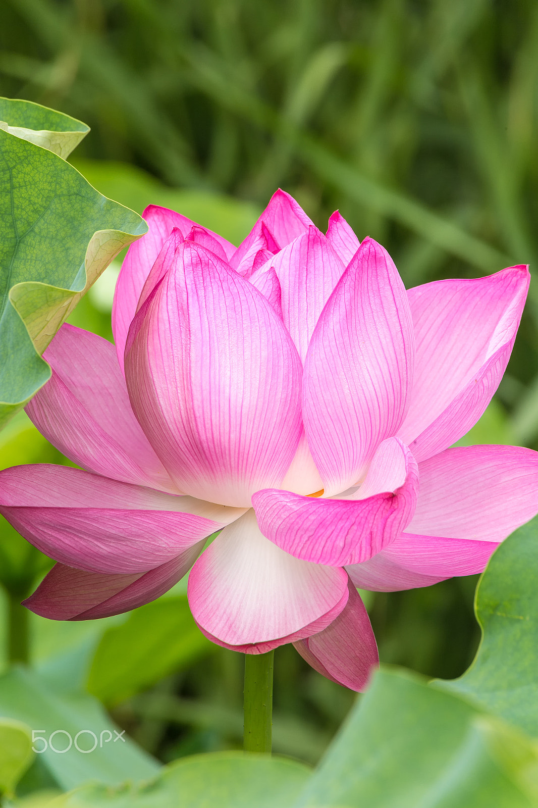 Canon EOS 6D sample photo. The lotus flower. photography