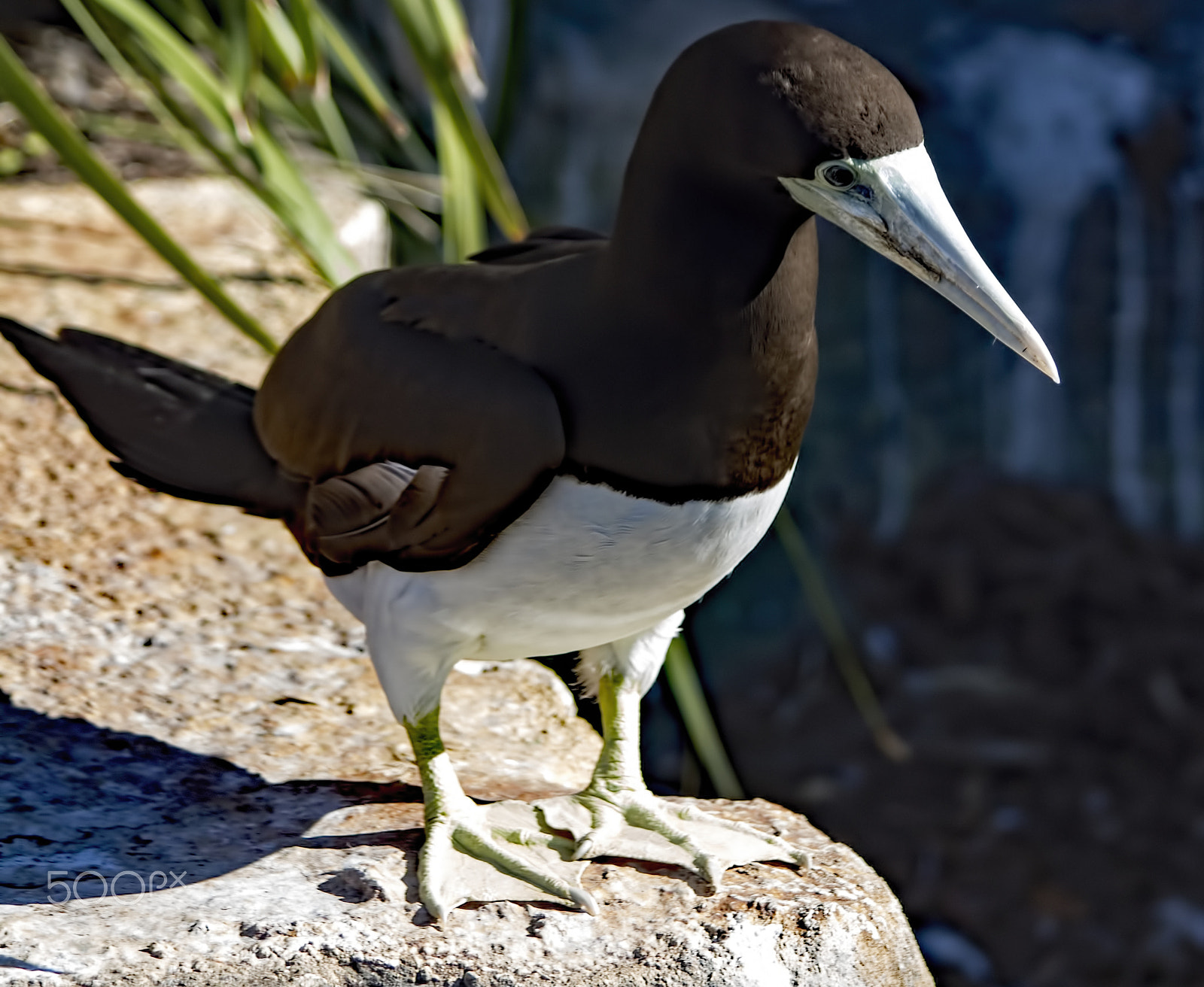 Canon EF 70-300mm F4-5.6 IS USM sample photo. Brown booby photography