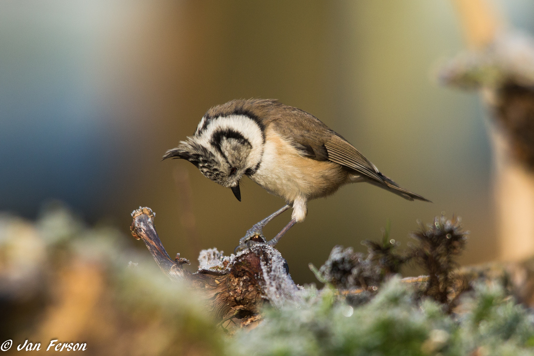 Canon EOS 6D sample photo. Crested tit photography