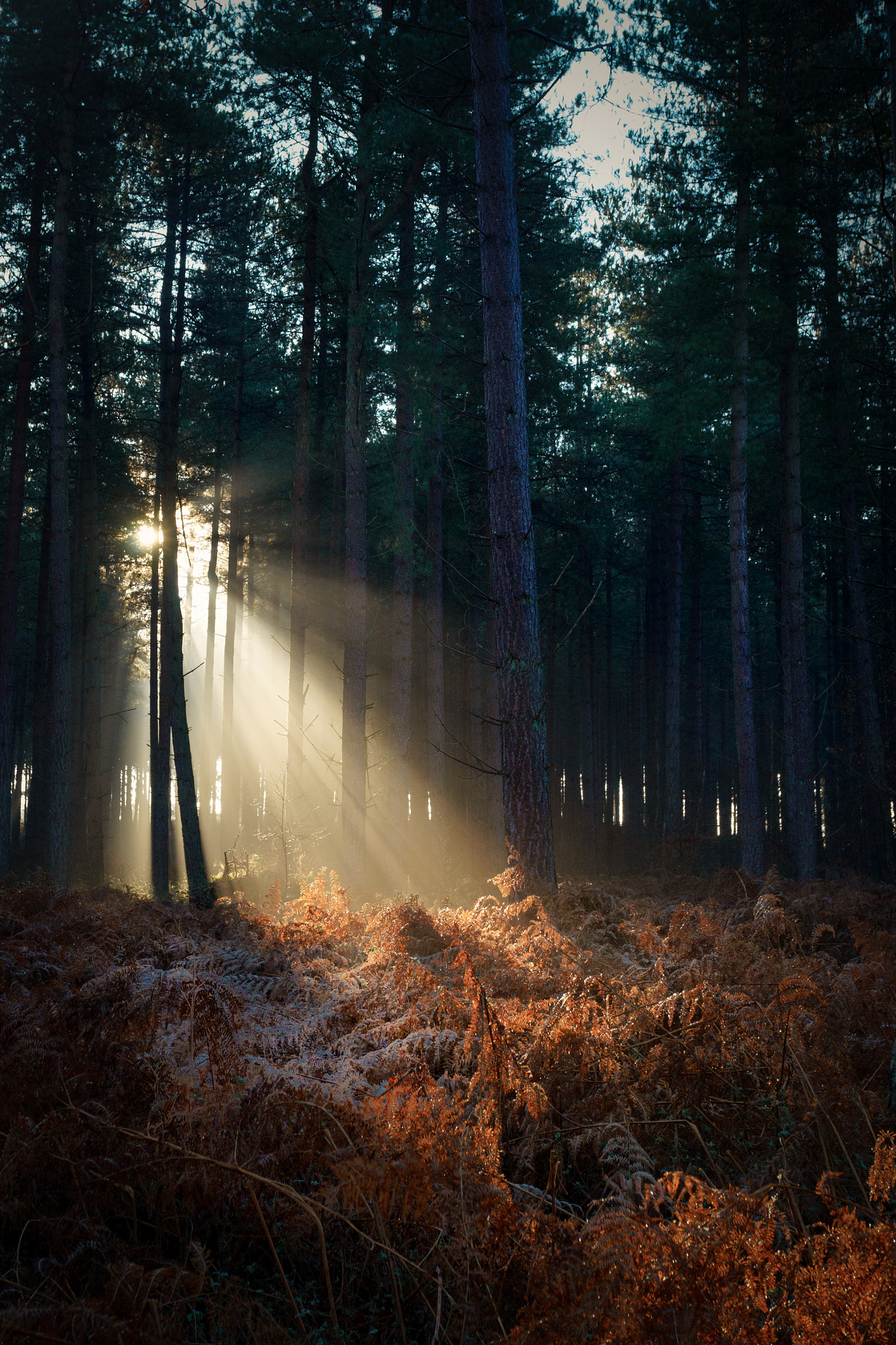 Sony a7 sample photo. Early light in dunwich forest photography