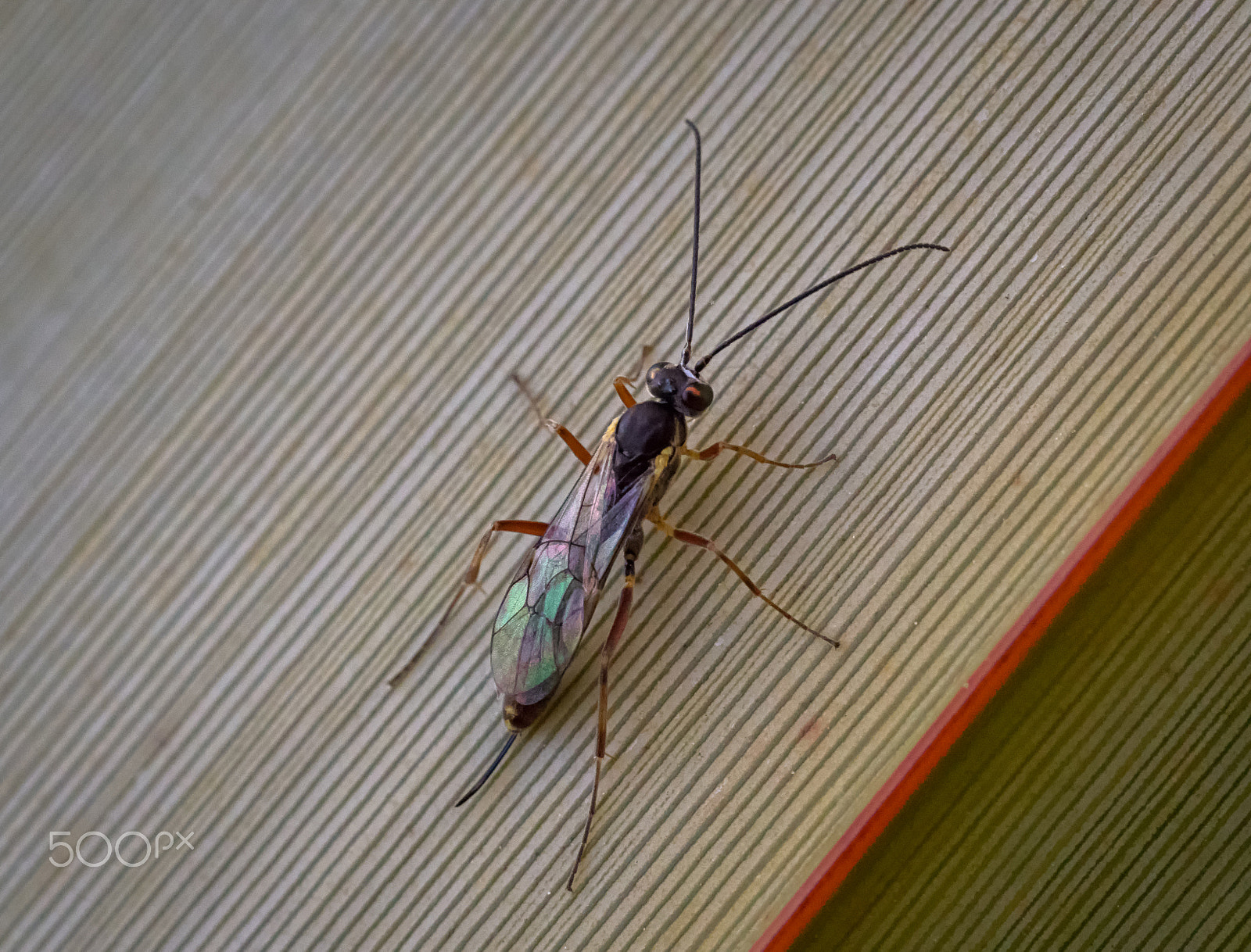 Panasonic Leica DG Macro-Elmarit 45mm F2.8 ASPH OIS sample photo. Ichneumonoid on a flax leaf photography