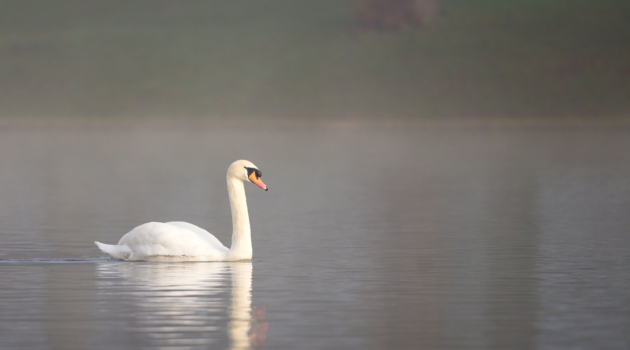 Nikon D610 + Nikon AF-S Nikkor 300mm F4D ED-IF sample photo. Dsc_0554_01.jpg photography